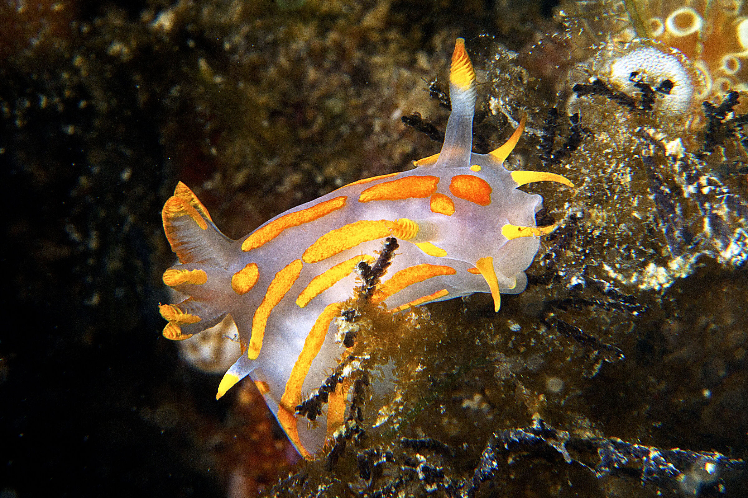 Polycera quadrilineata