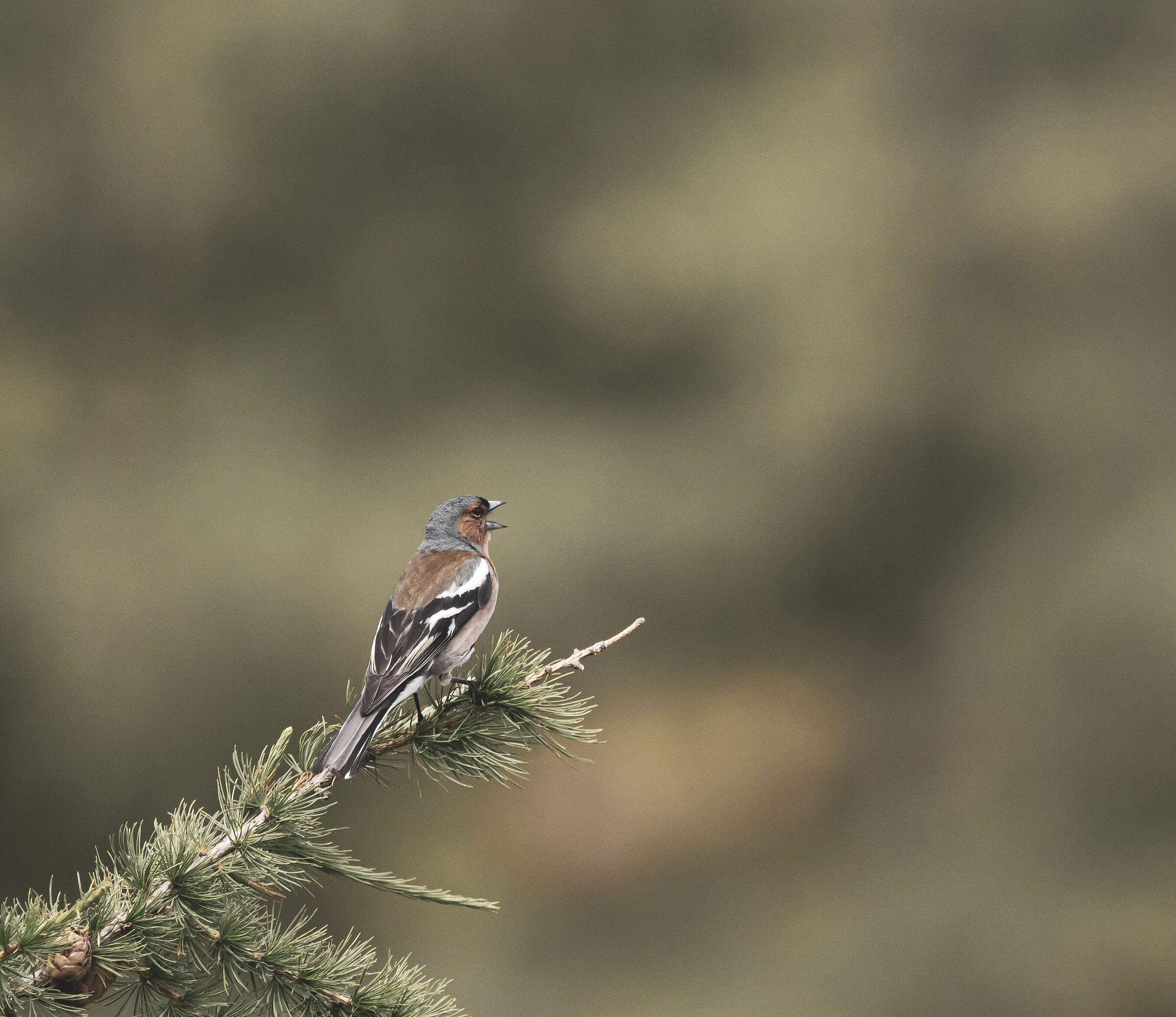 The song of the Chaffinch