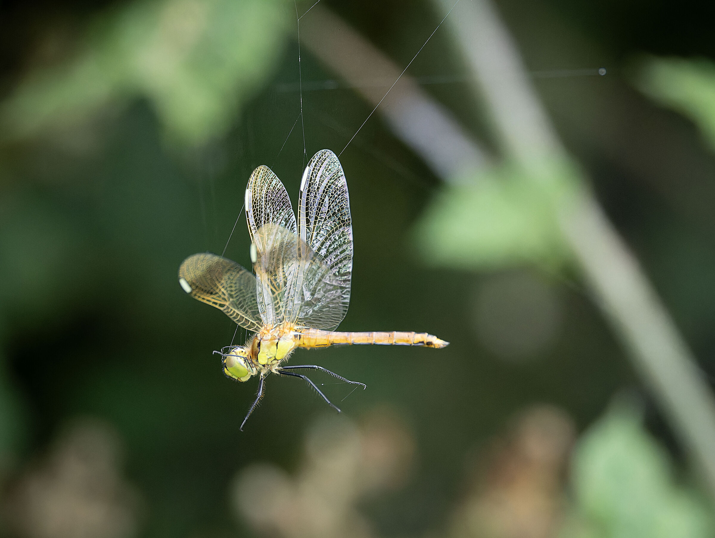 Hanging by a thread