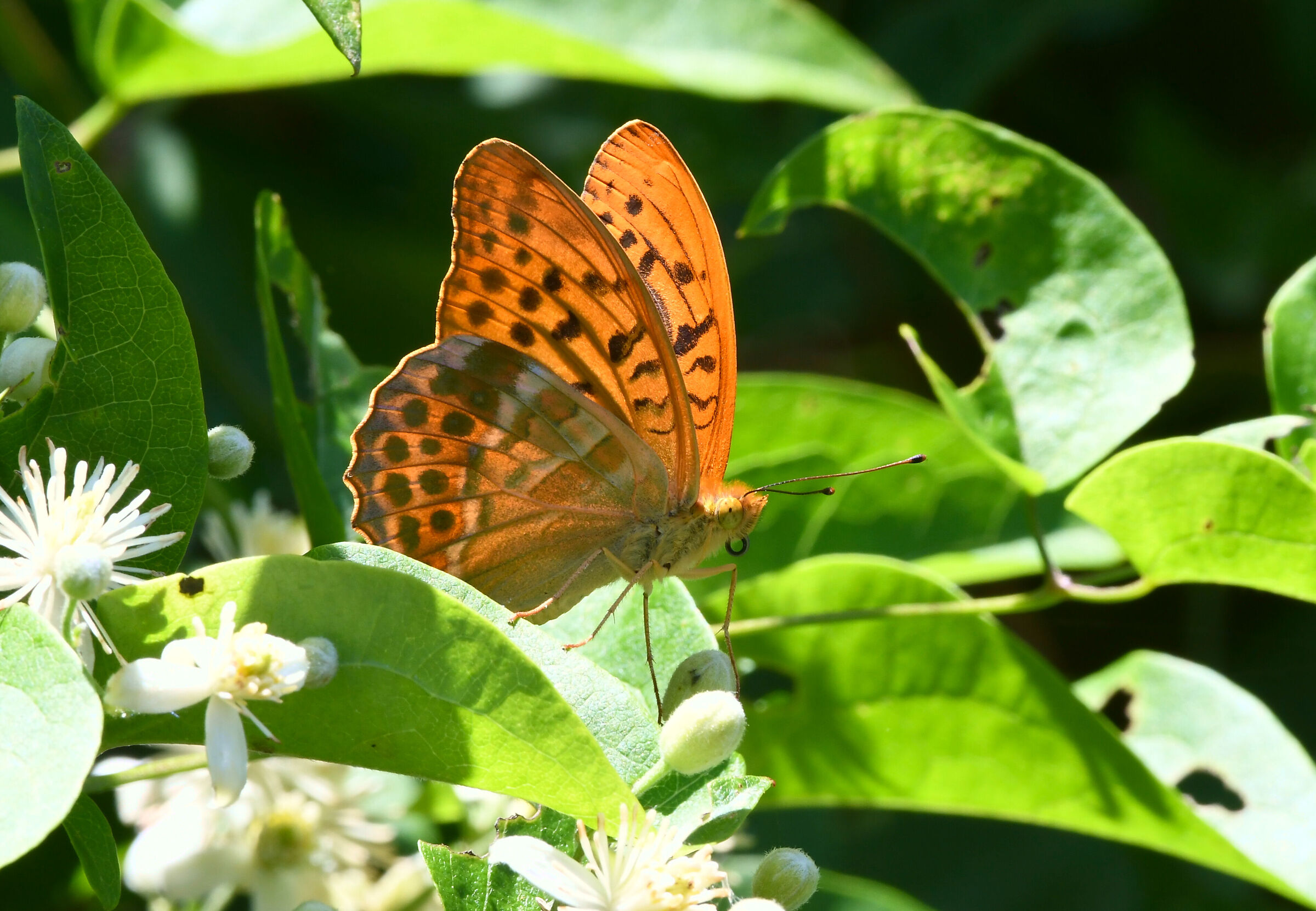 Boloria Titania