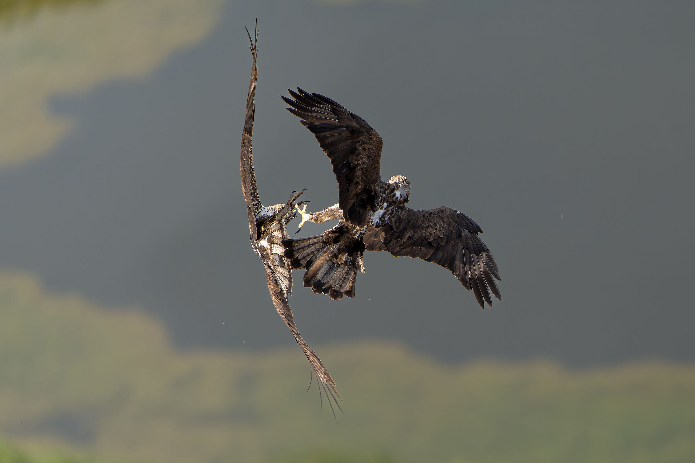 Coppia di Aquila di Bonelli in festoni