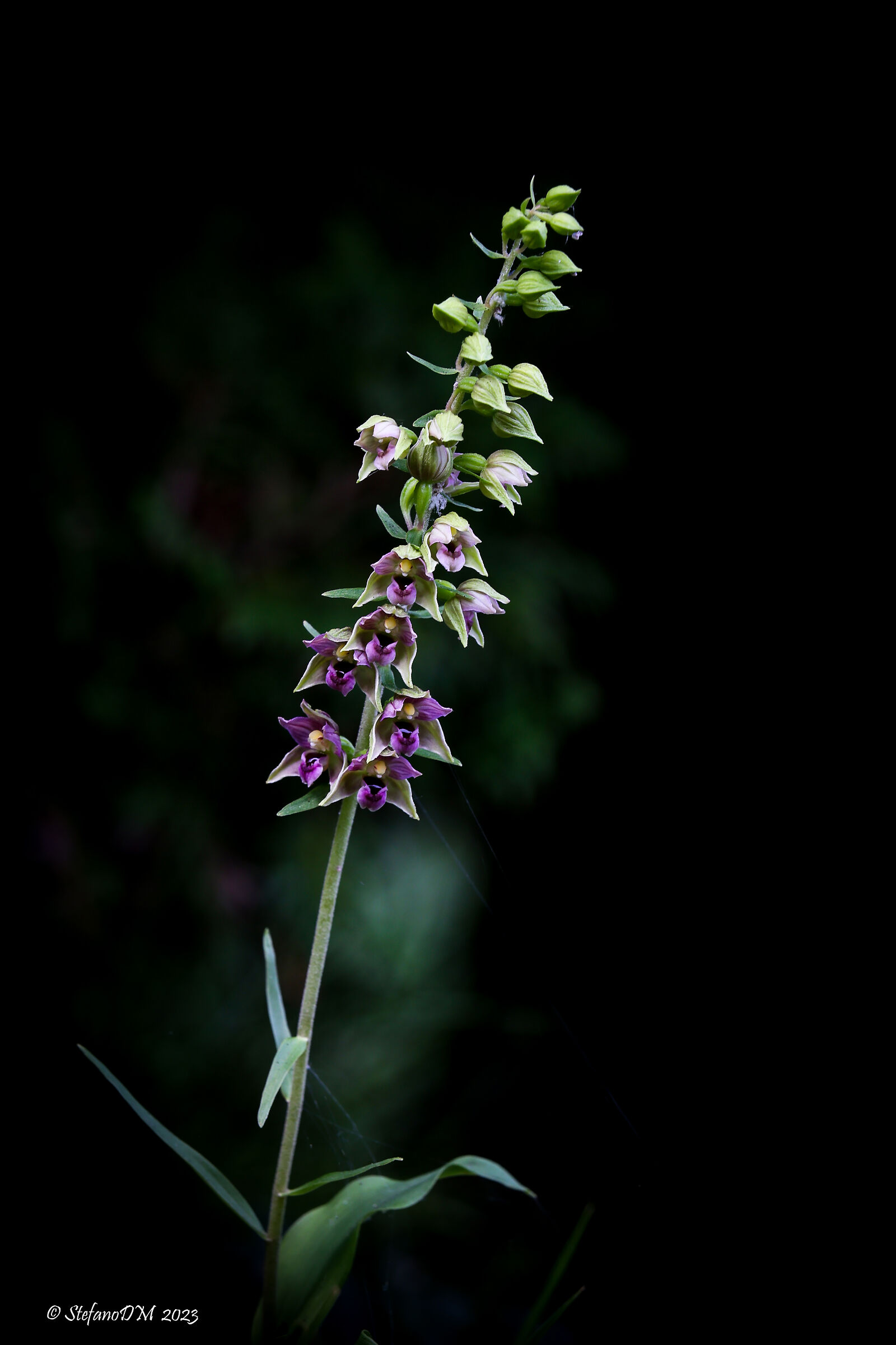 Epipactis helleborine