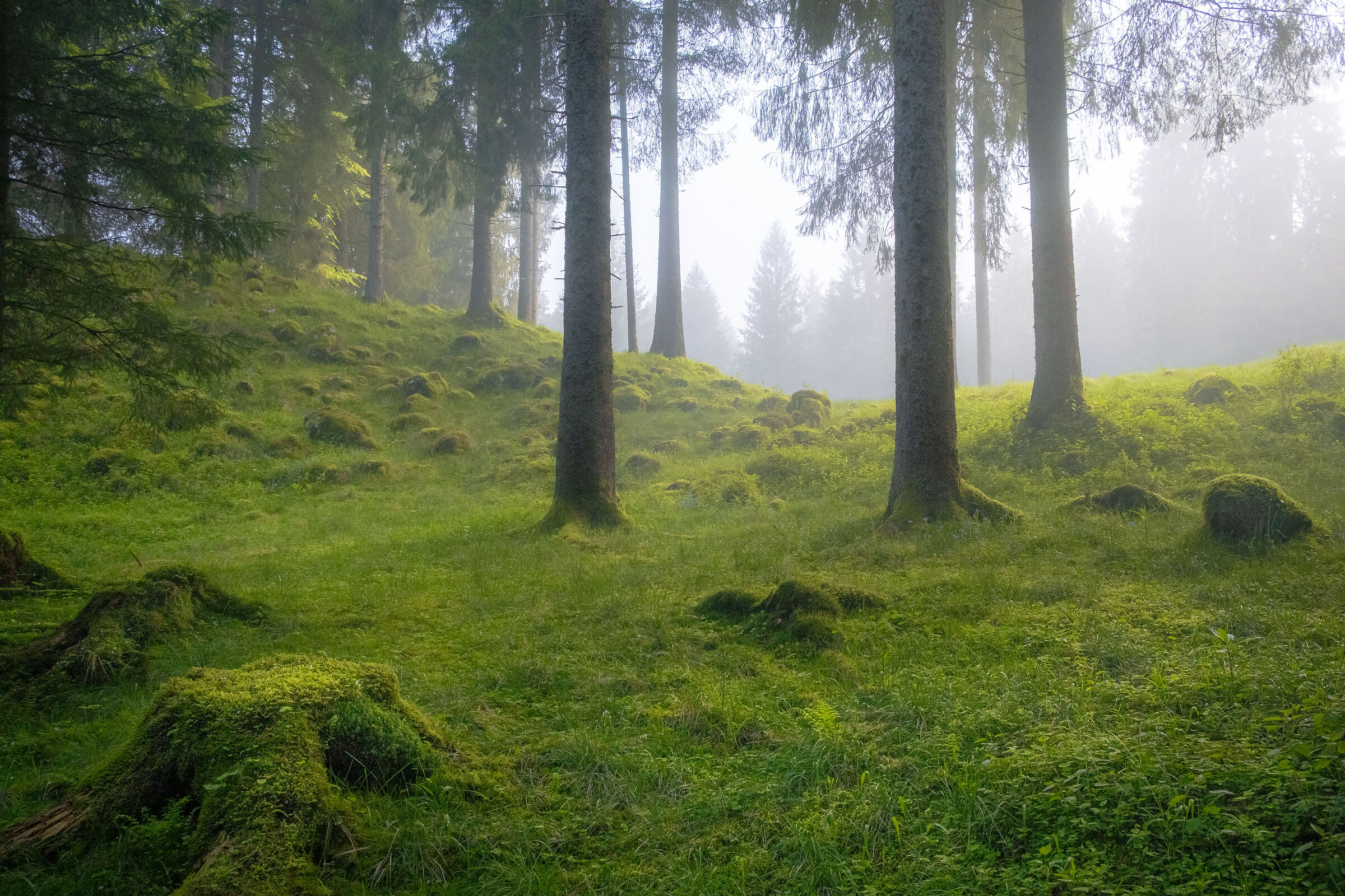Foresta del cansiglio