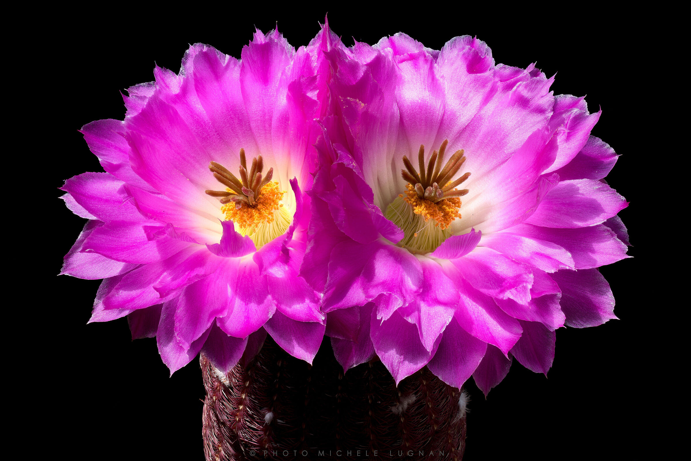 Echinocereus rigidissimus var. rubrispinus