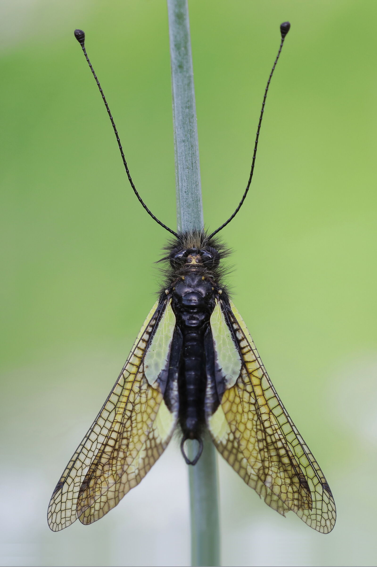 White ascalafo (Libelloides coccajus)