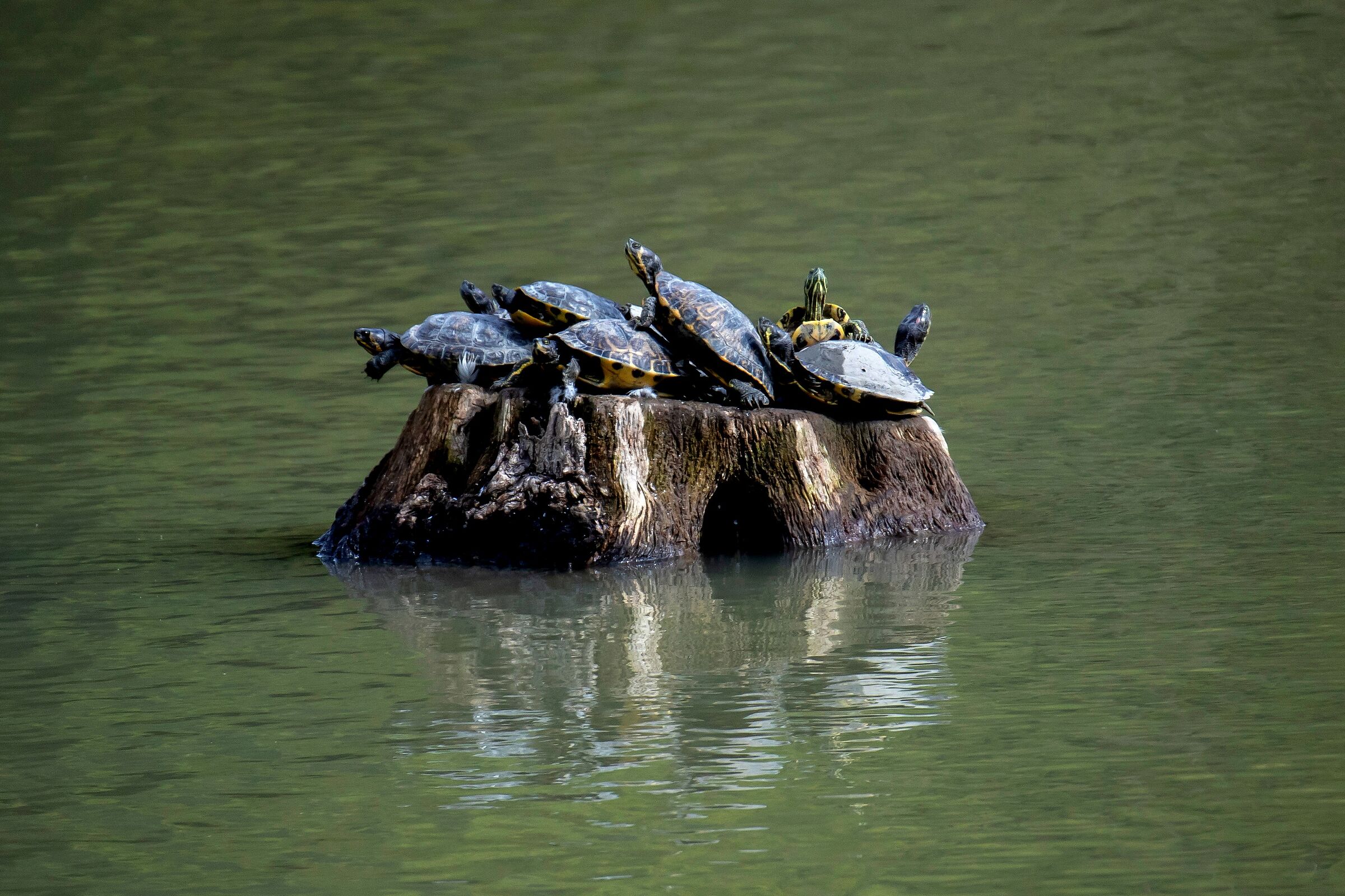 Bathing season... or Rimini turtle...