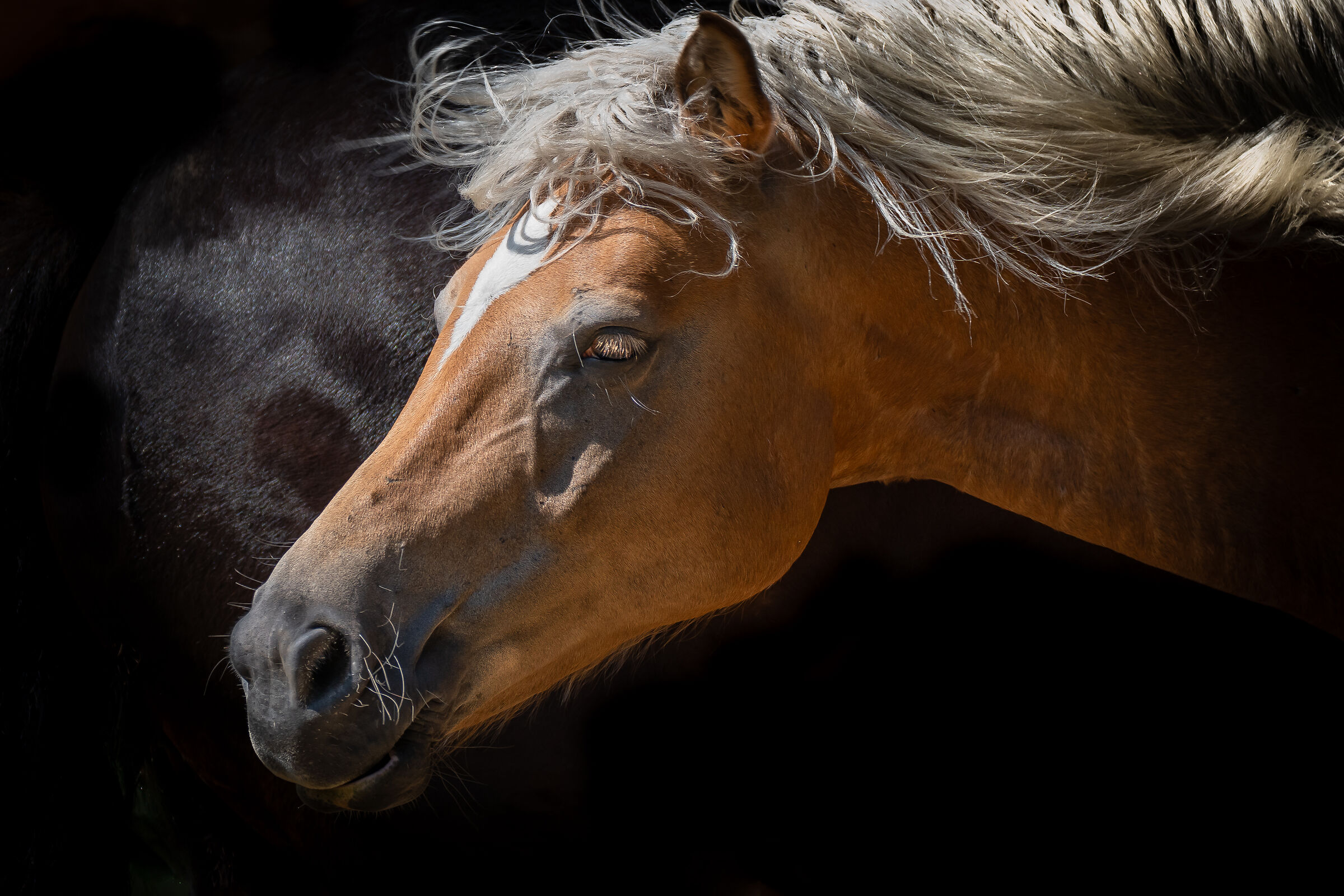 A Horse with No Name...