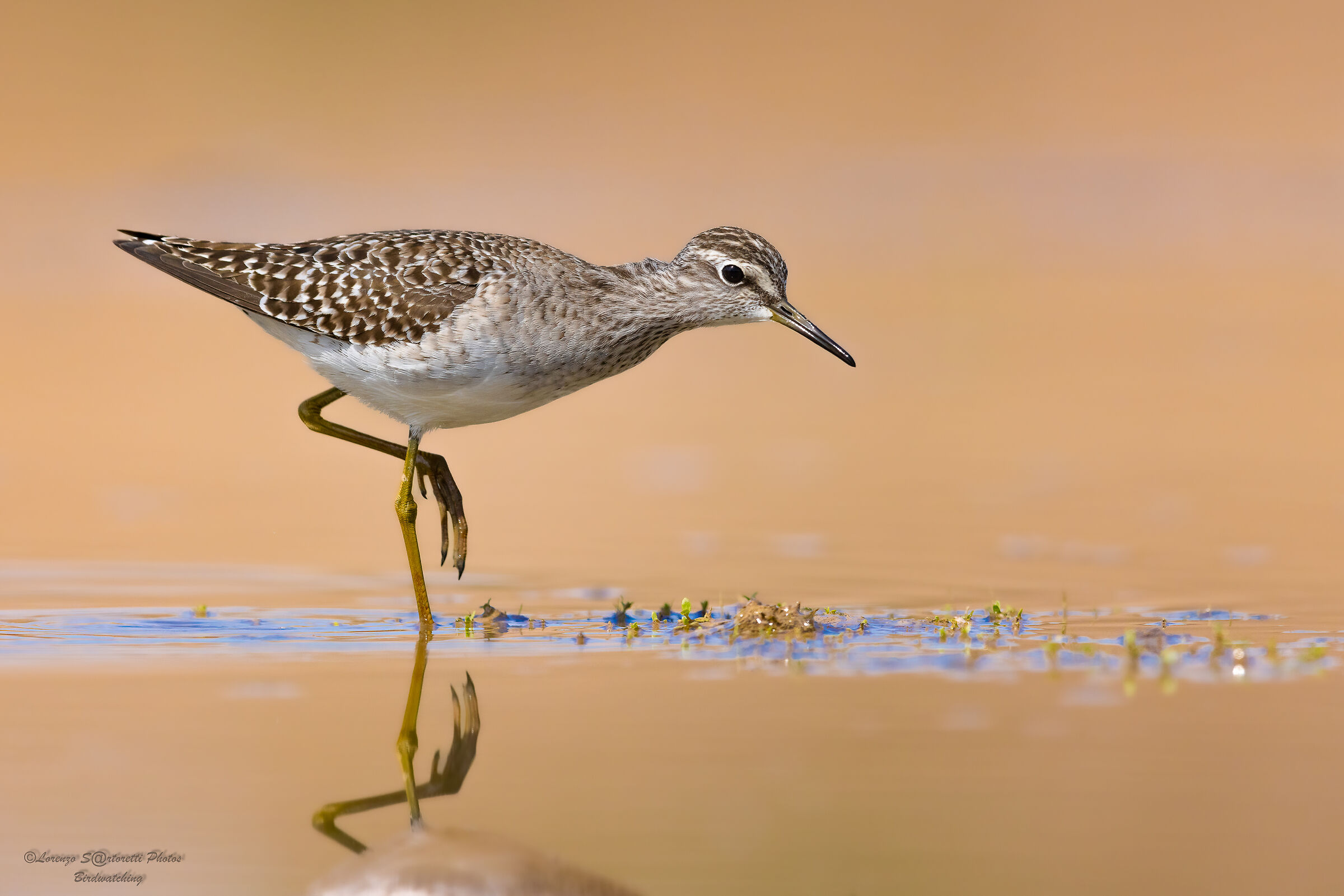 Sandpiper sandpiper