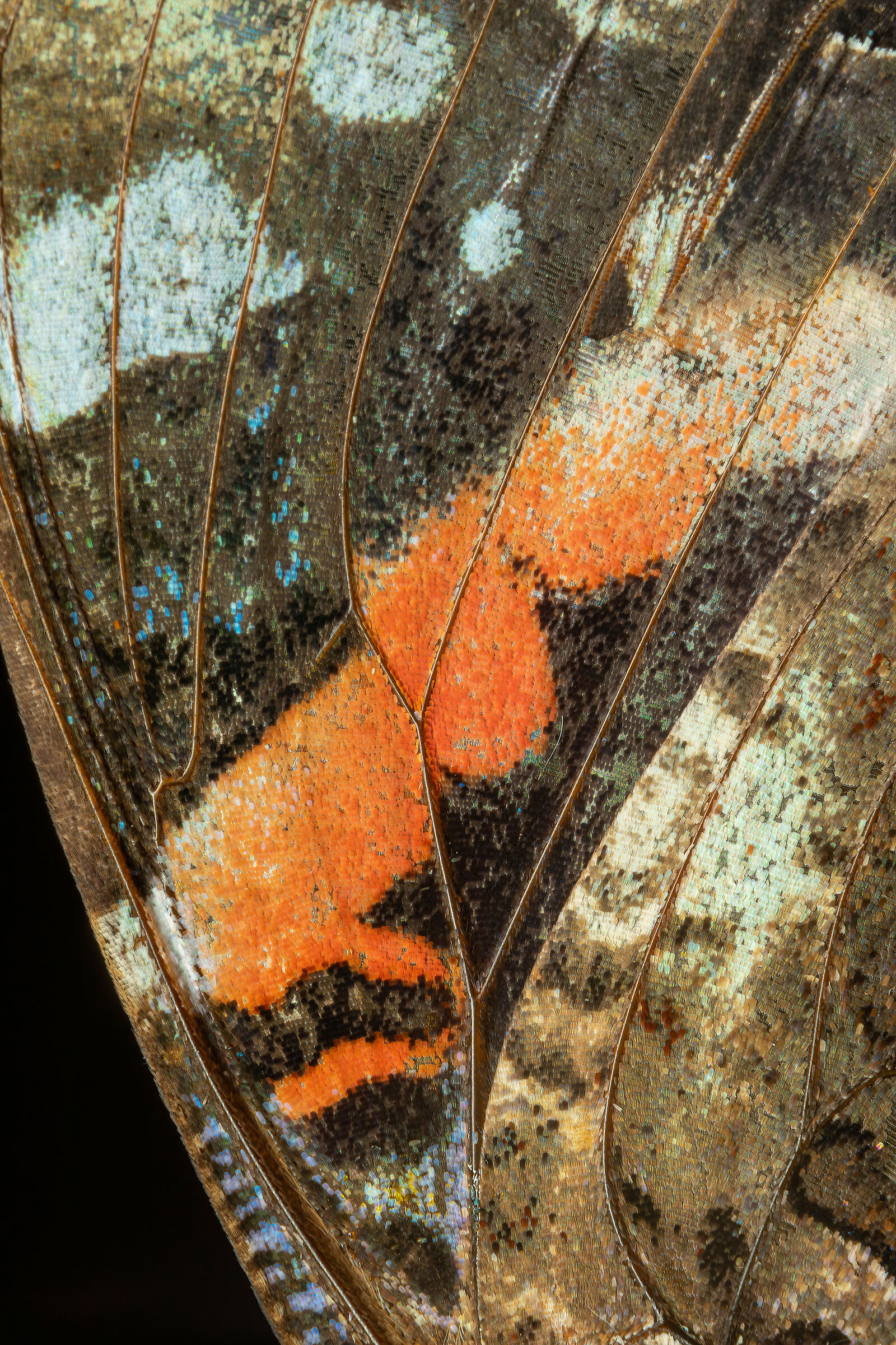 The detail of a wing