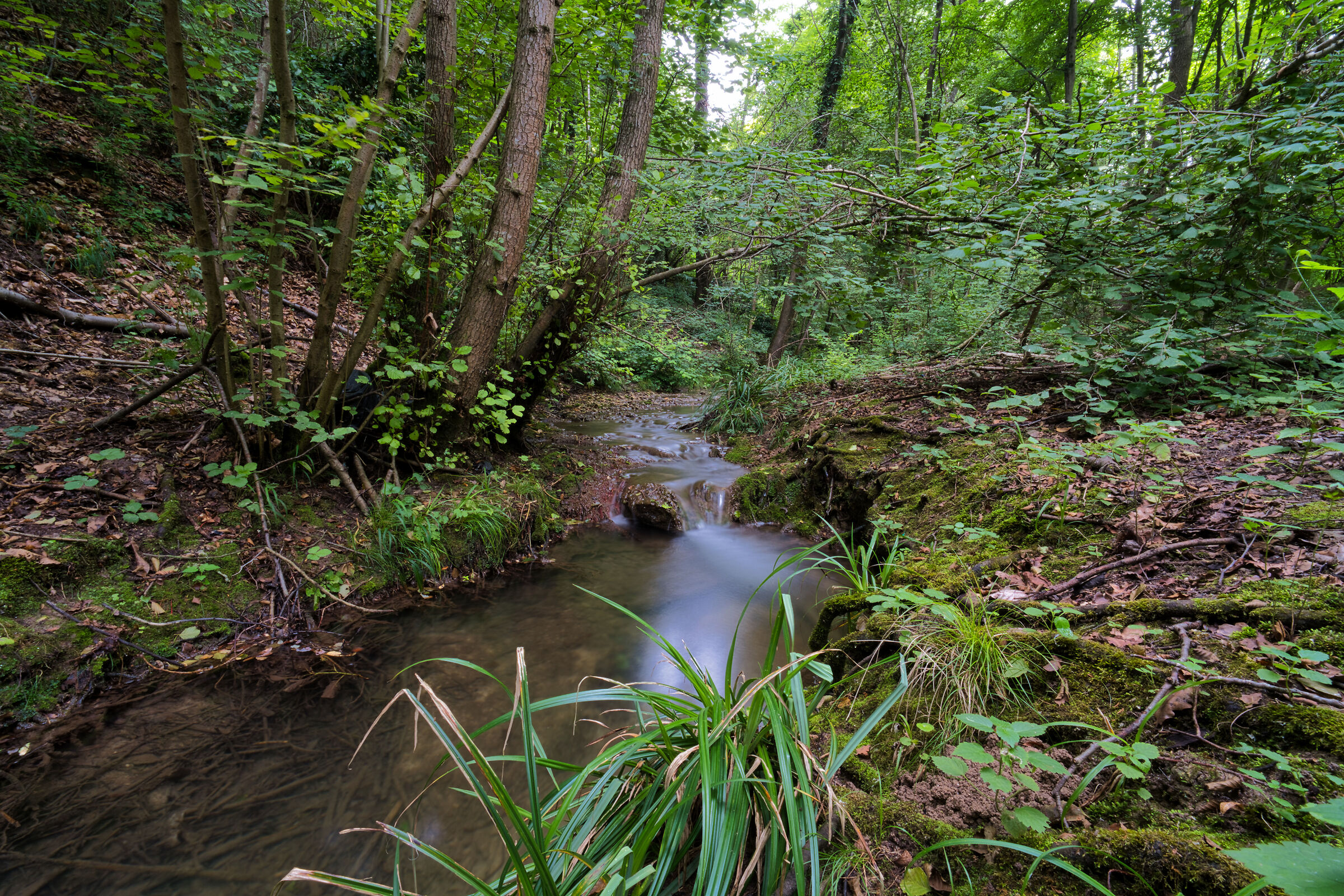 Nature