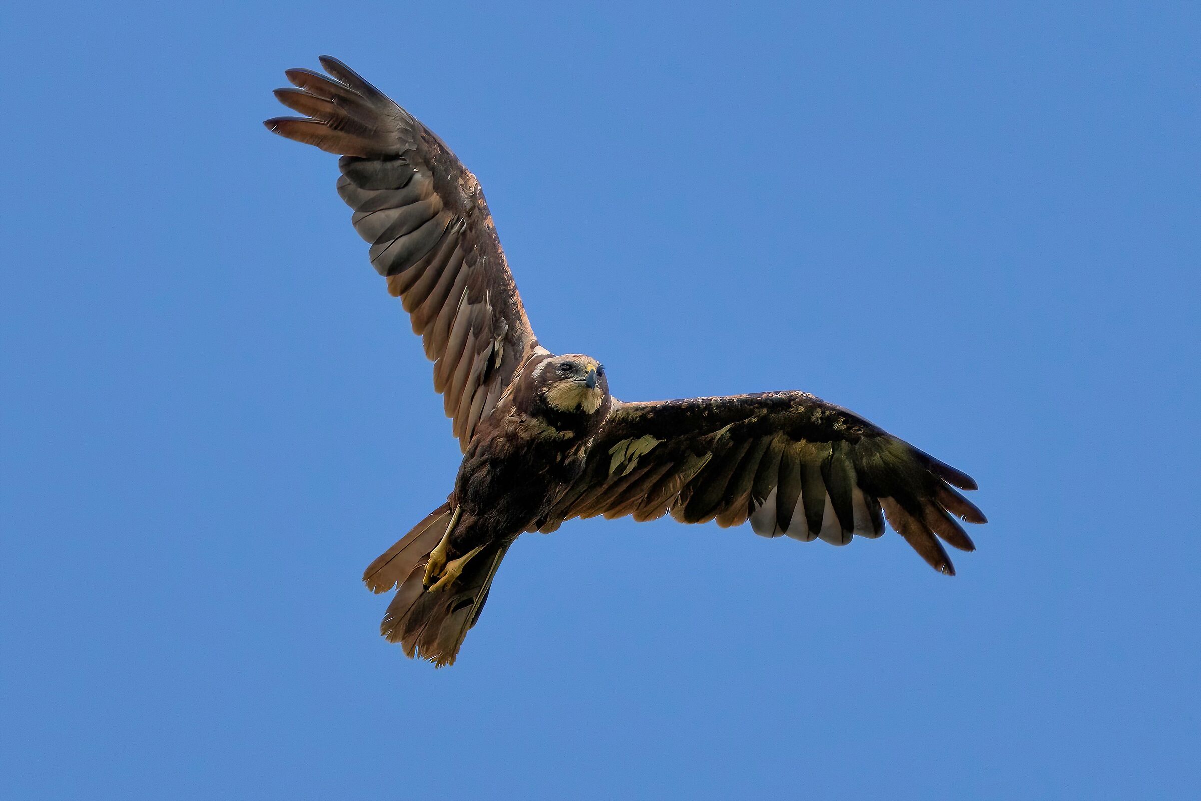 Marsh harrier (Circus aeruginosus)
