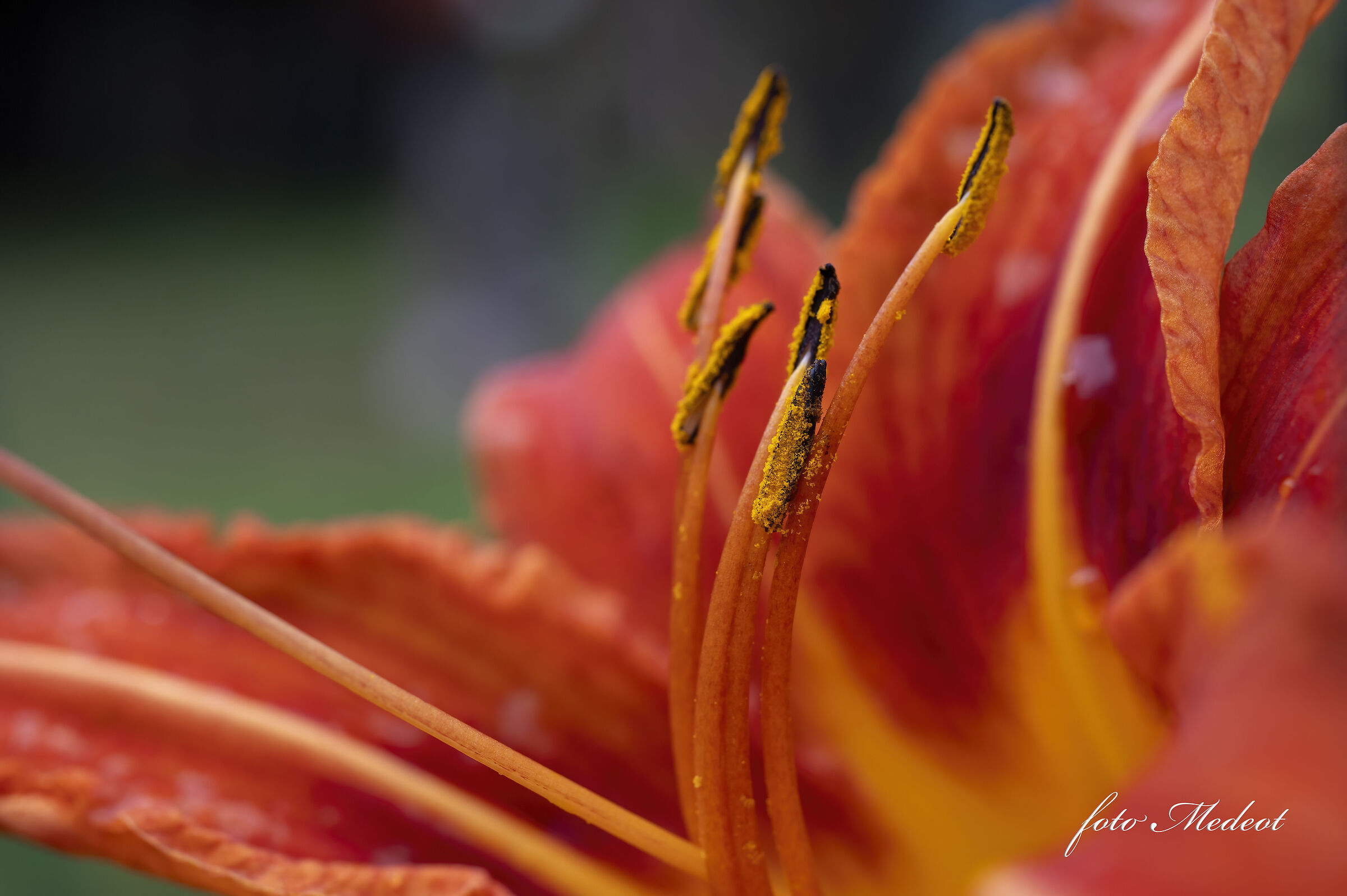 Hemerocallis fulva