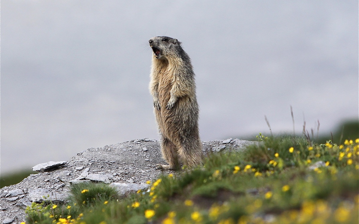 Marmot