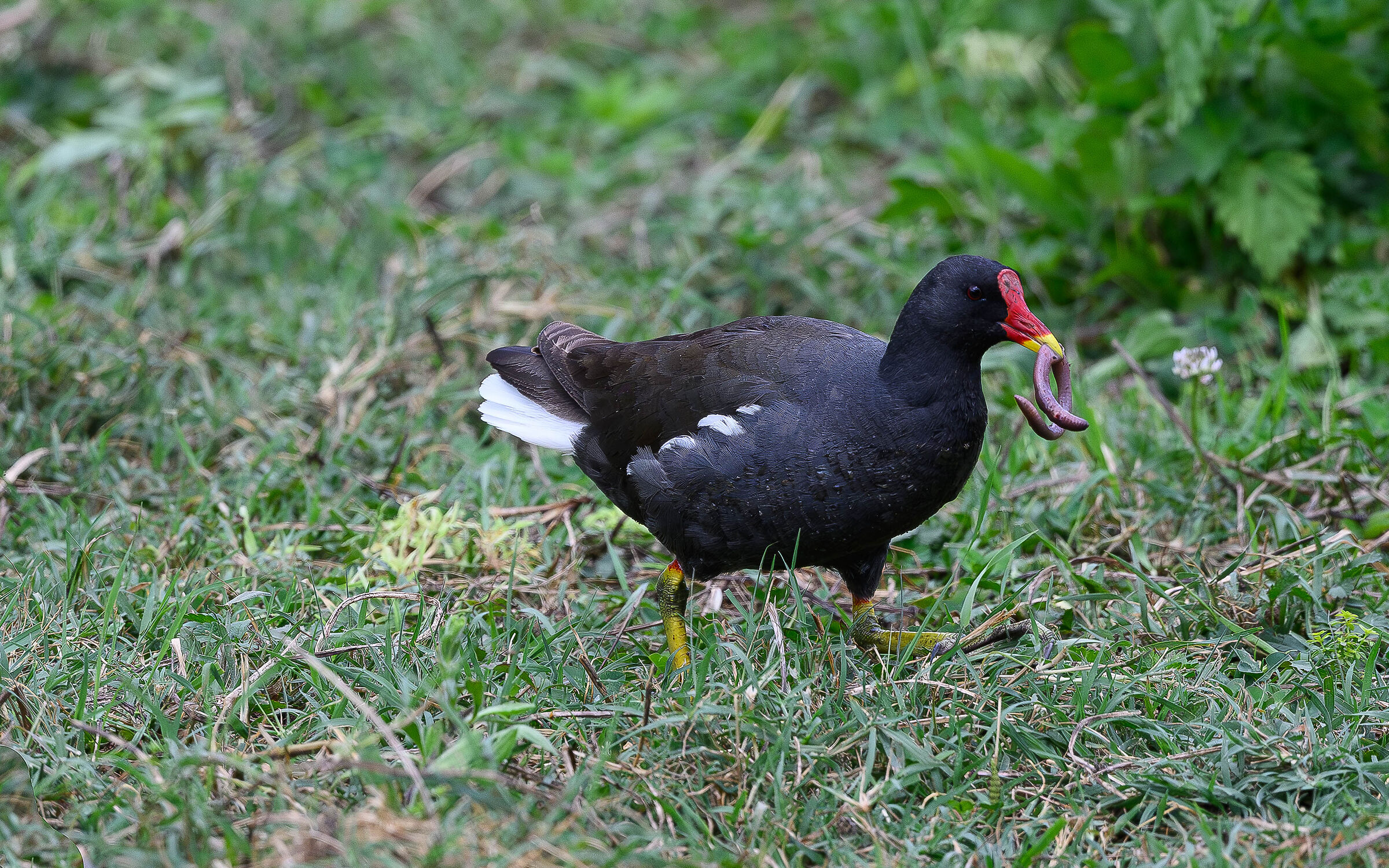La Gallinella e il suo Lombrico