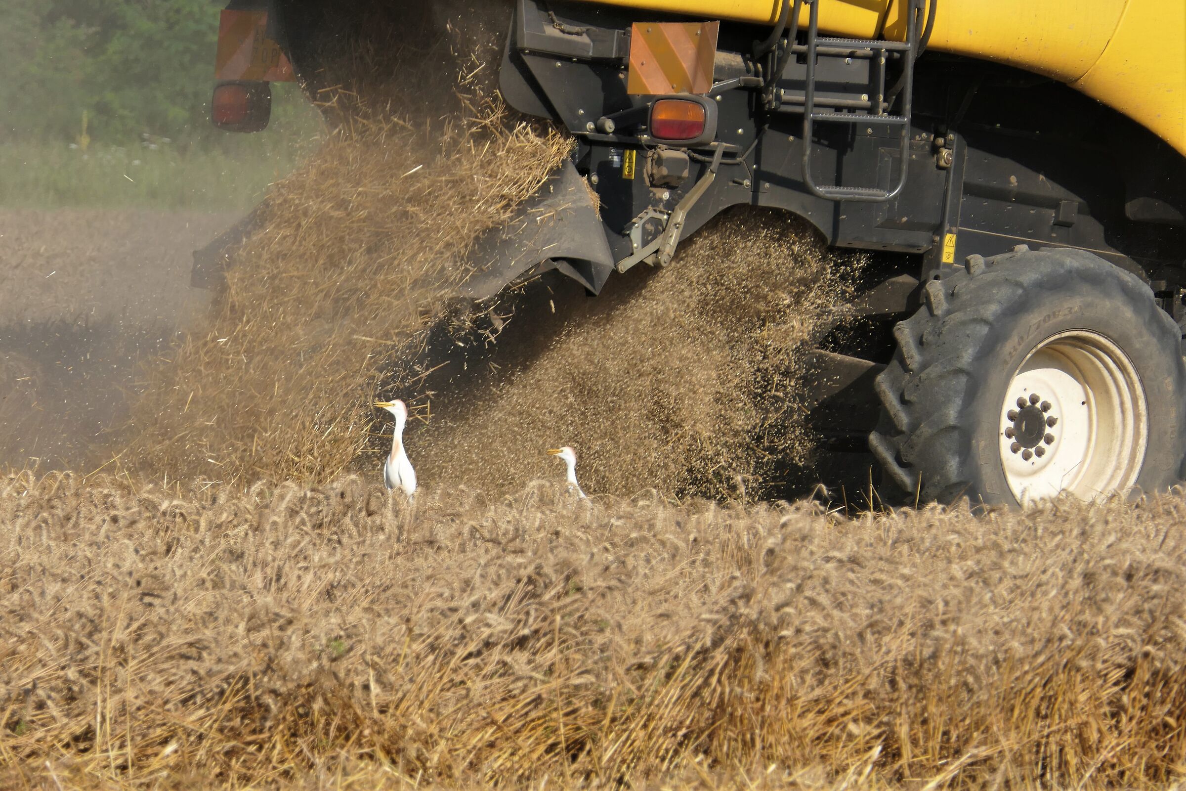 incuranti del pericolo......