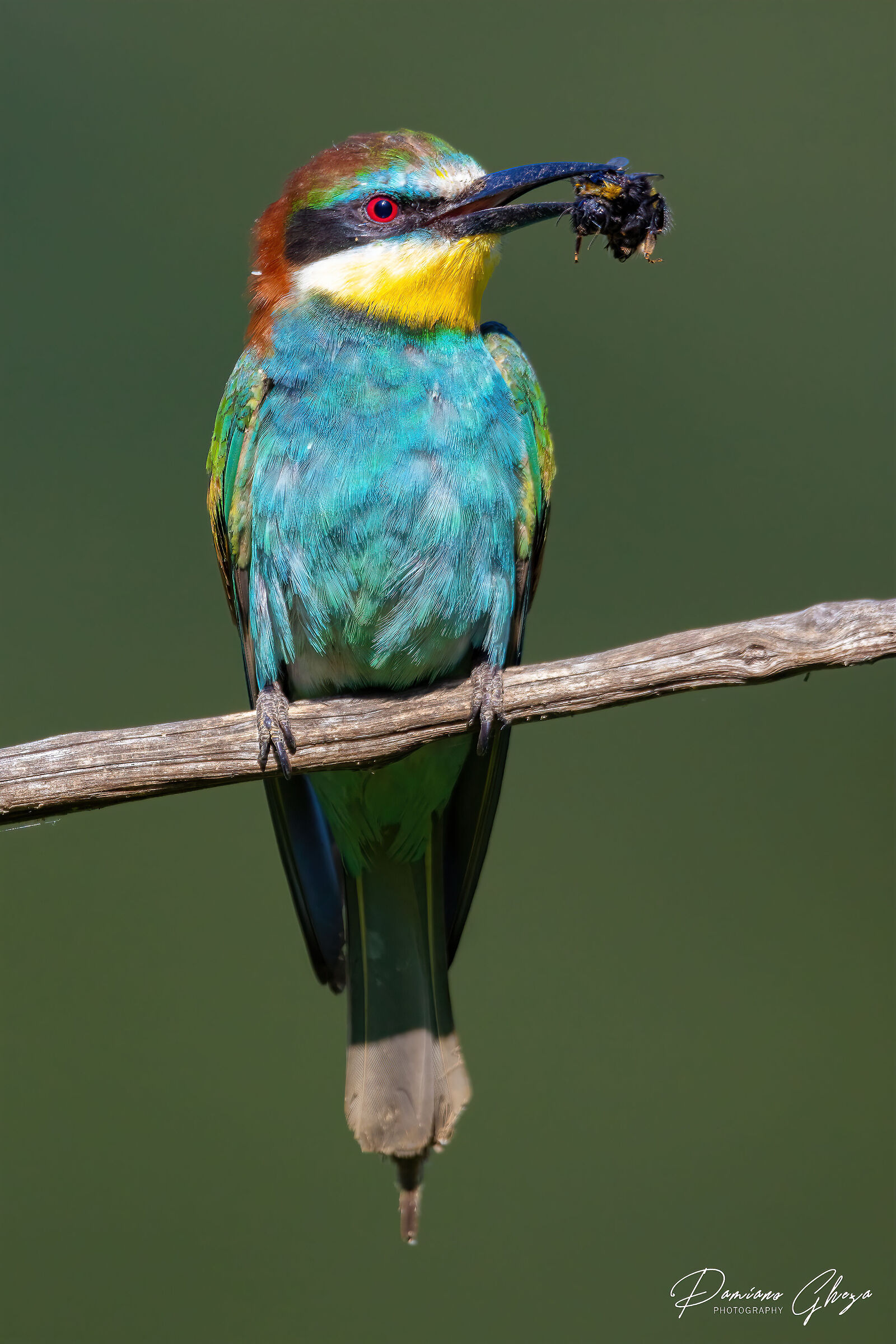 Bee-eater with prey
