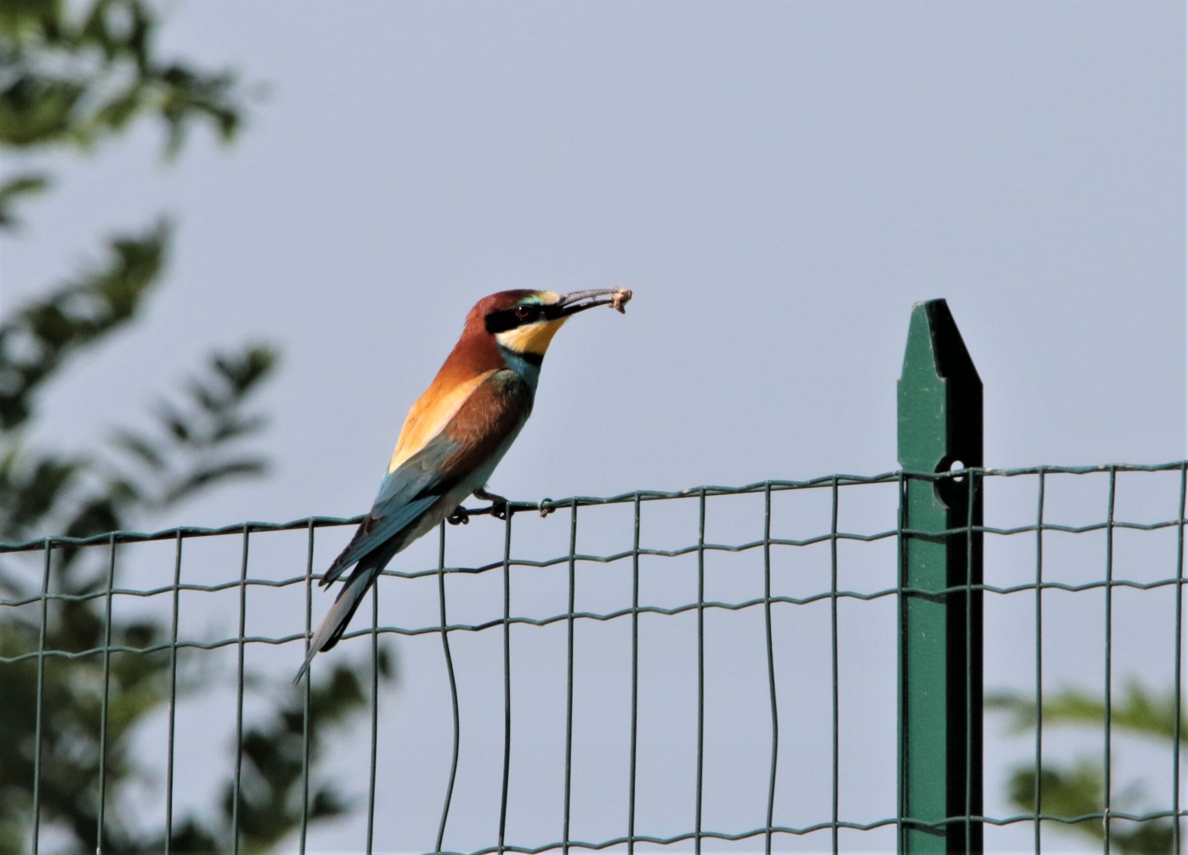 it was my "nail" fixed!!