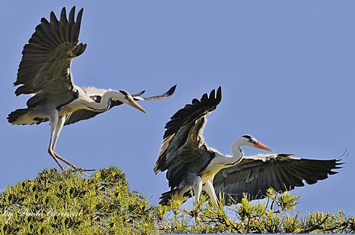 sulla cima degli alberi