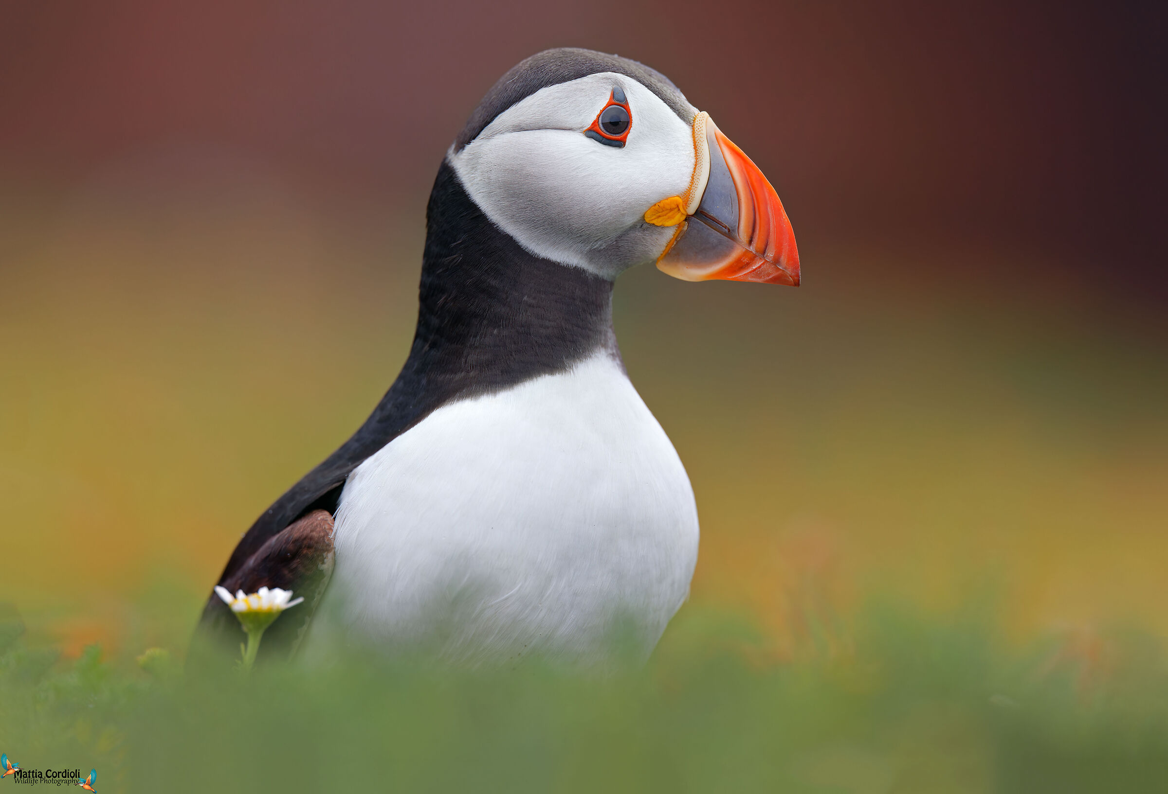 Atlantic puffin
