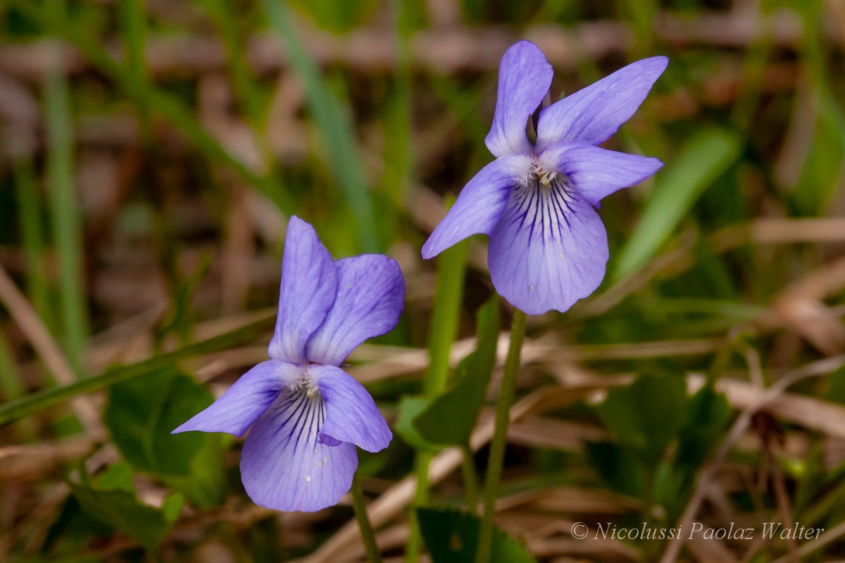 Violette ... in coppia