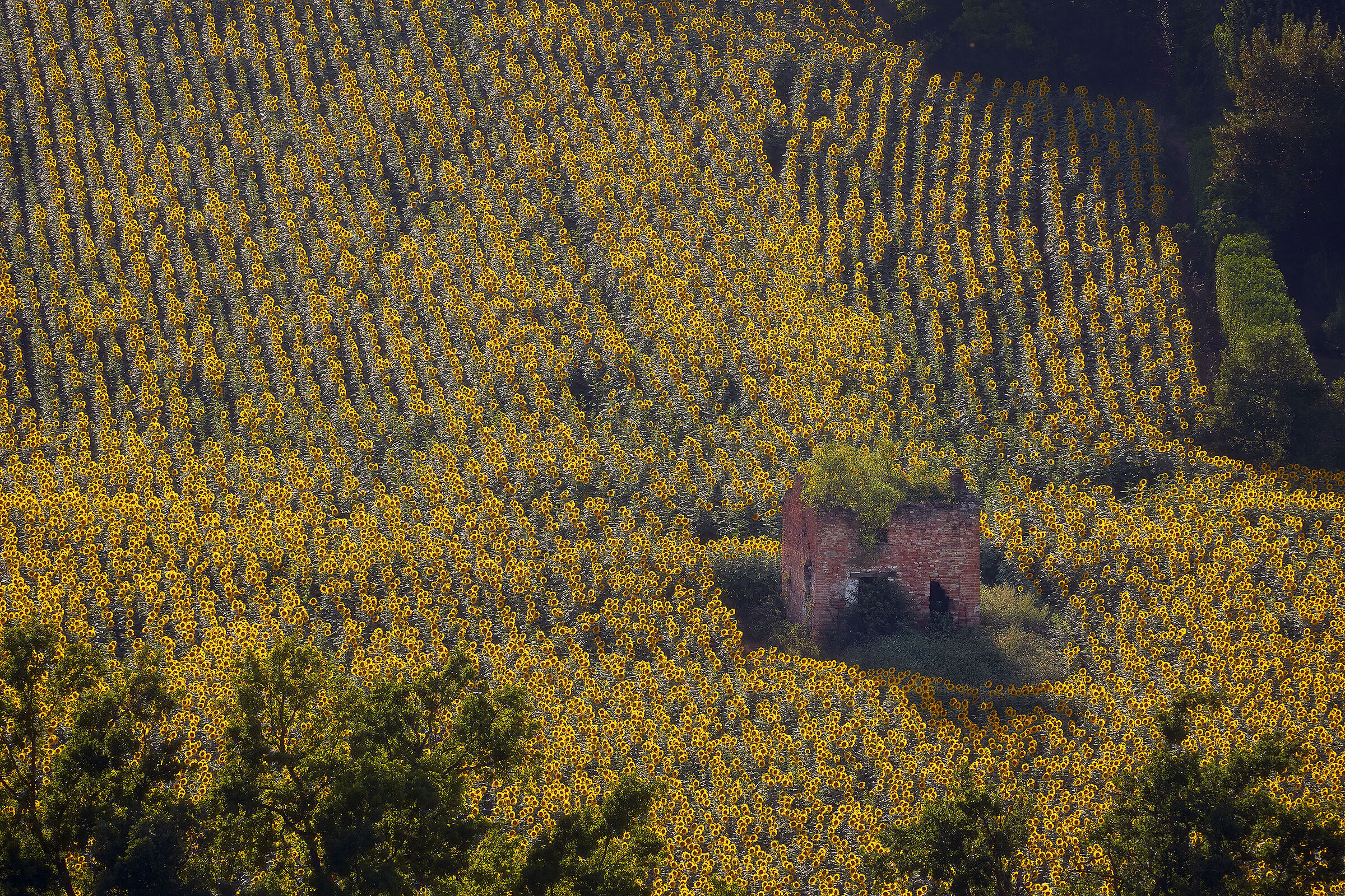 casupola tra i girasoli