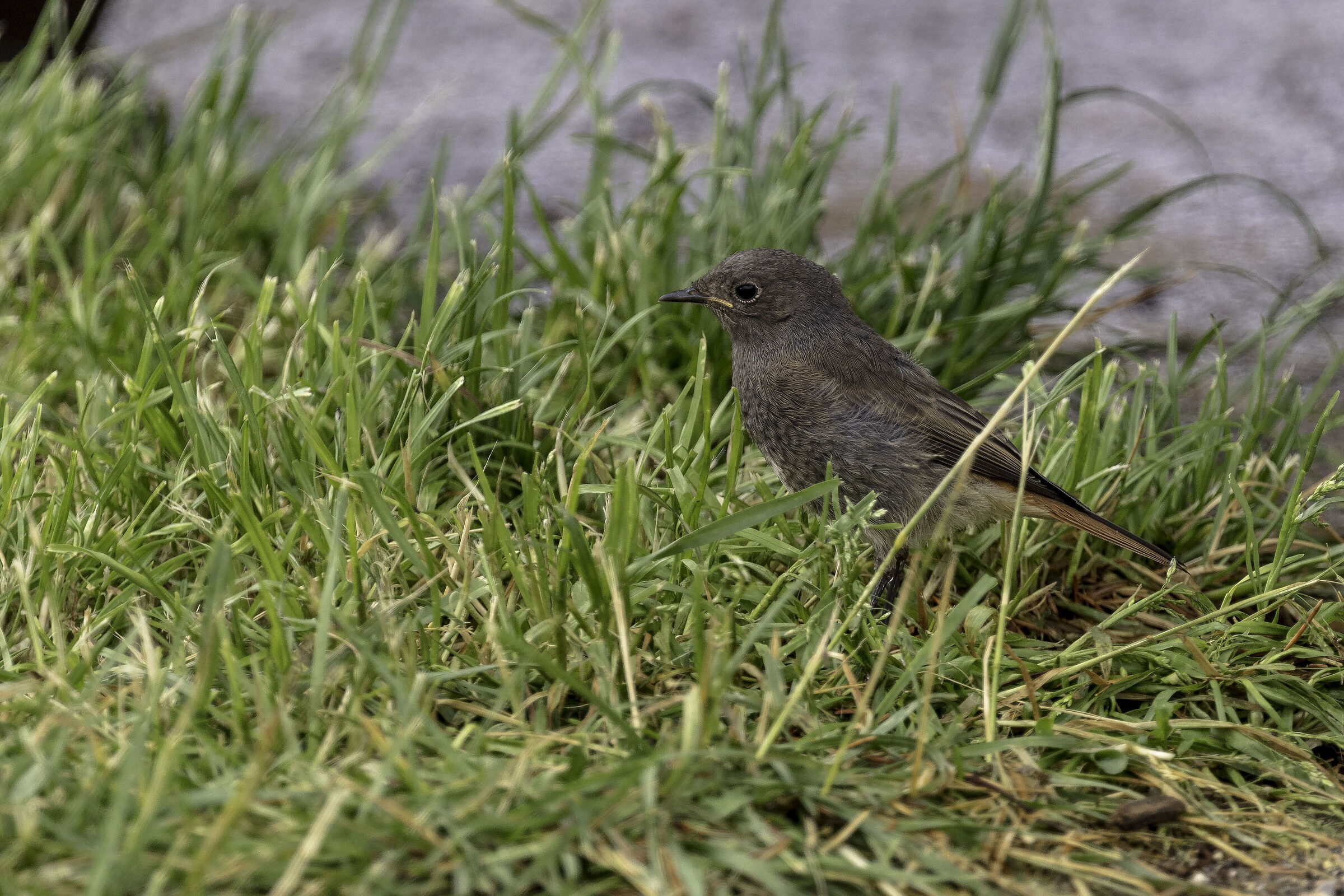 Black redstart