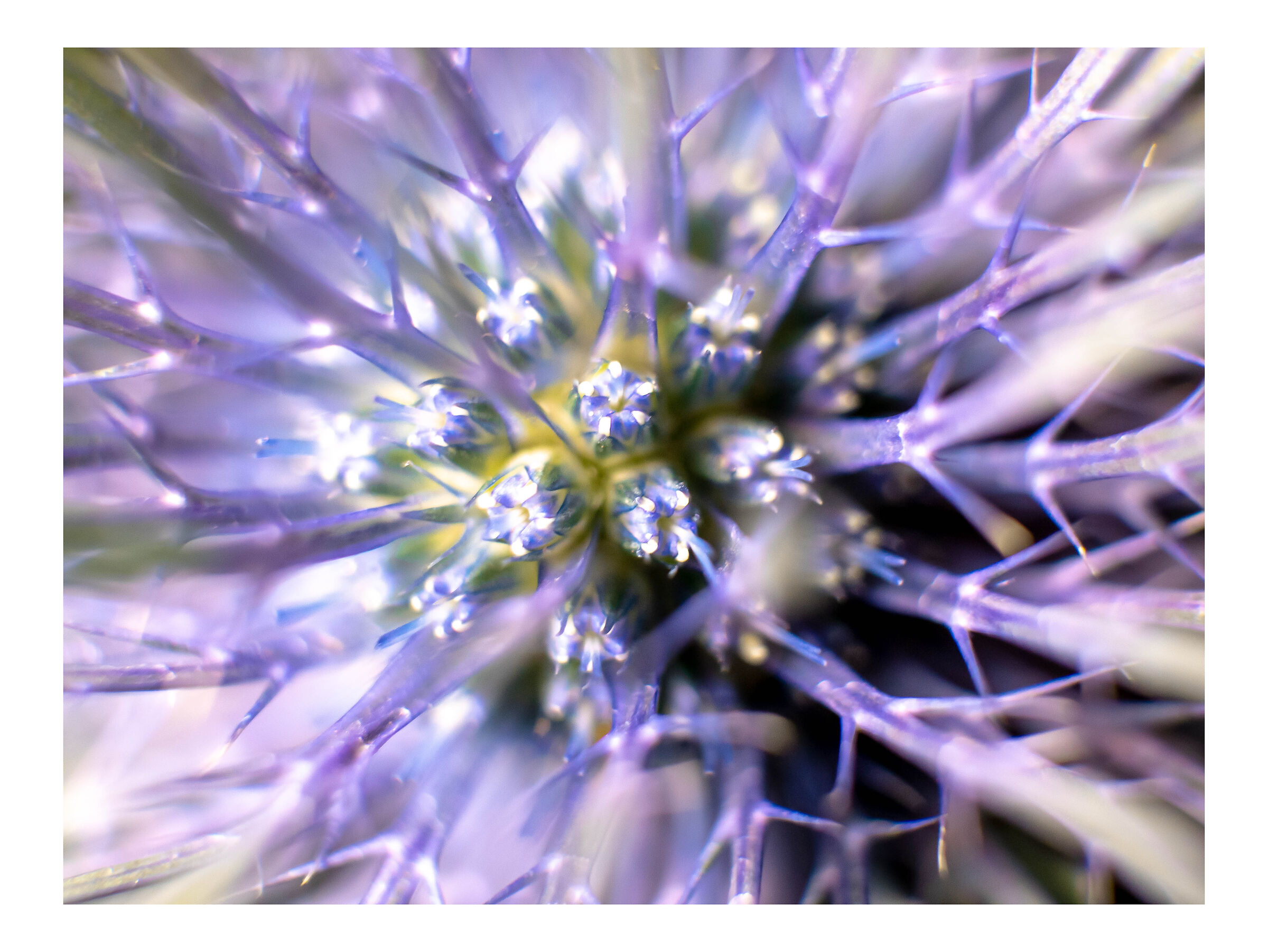 Eryngium