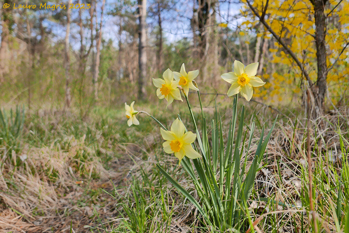 Narcisi ambientati