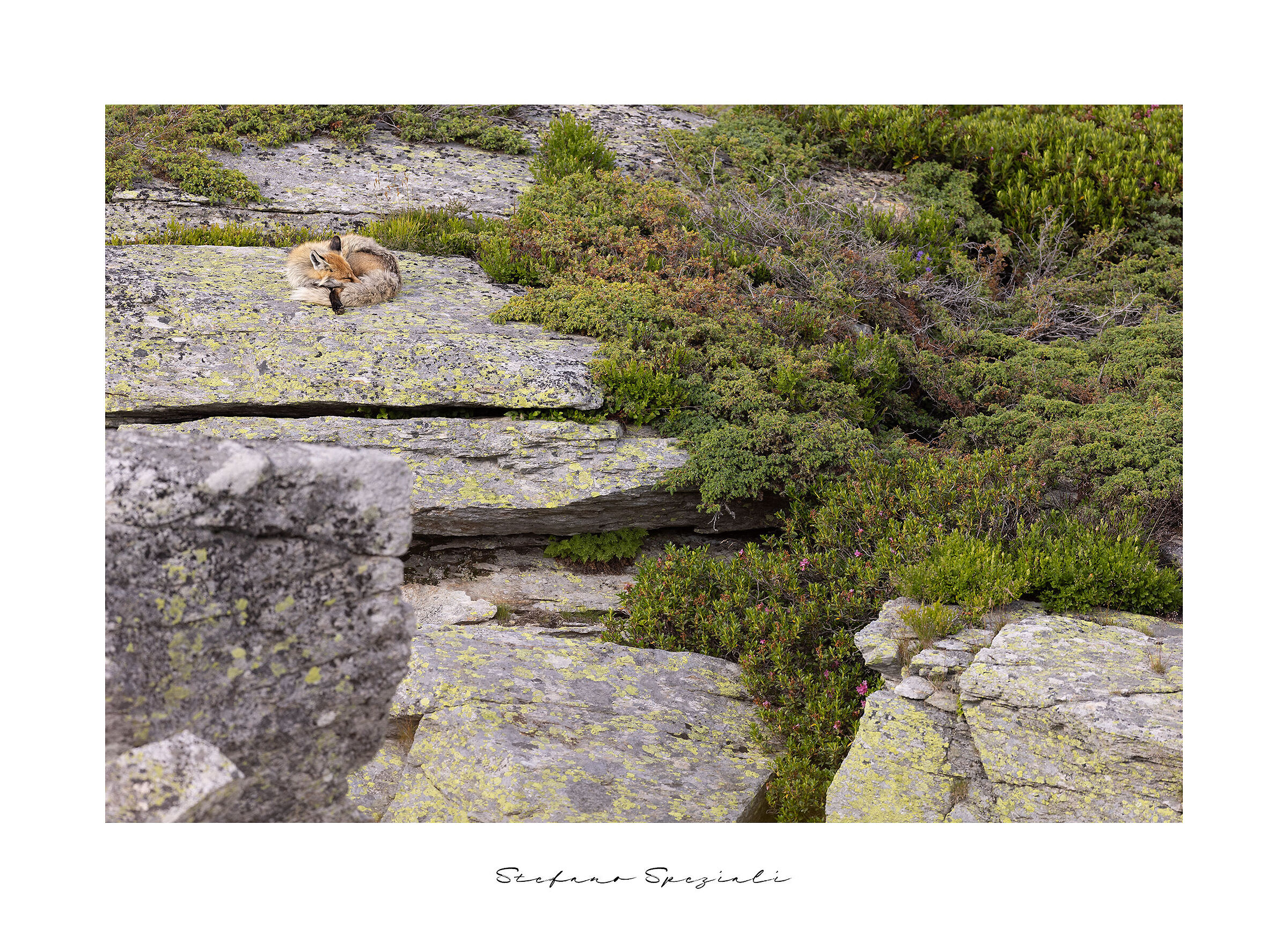 Fox - Vulpes vulpes