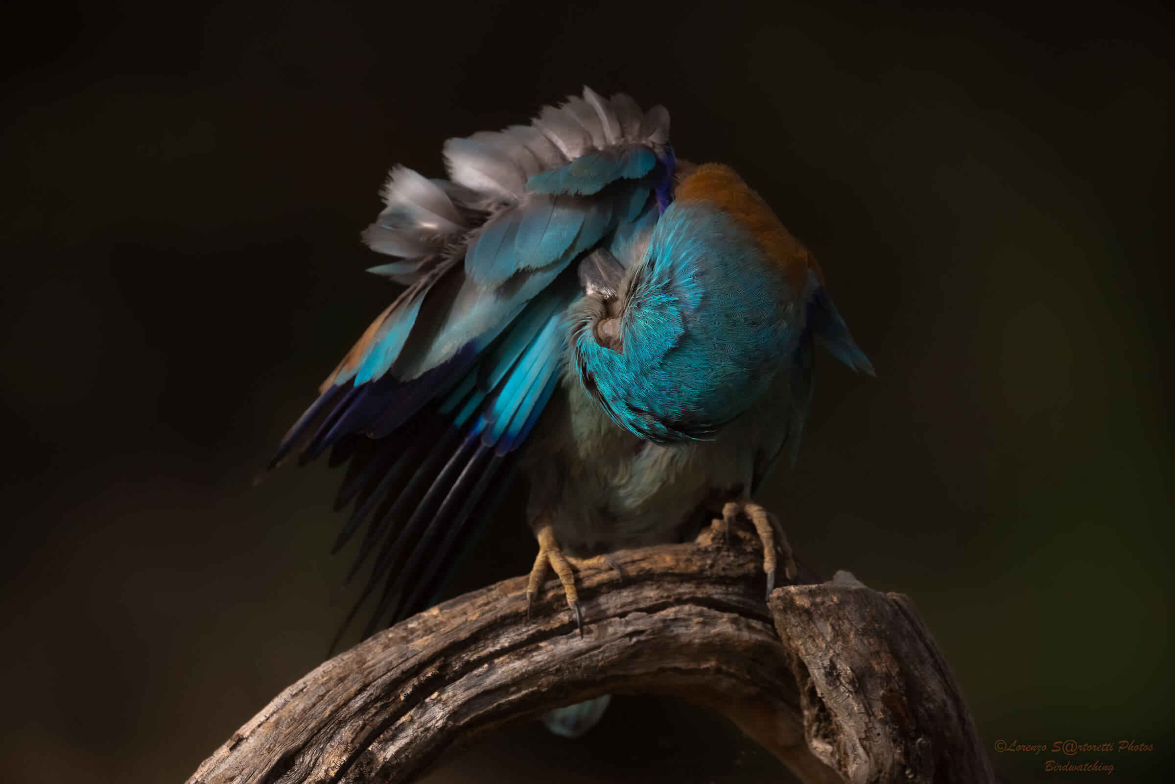 Ghiandaia marina (pulizie estive)