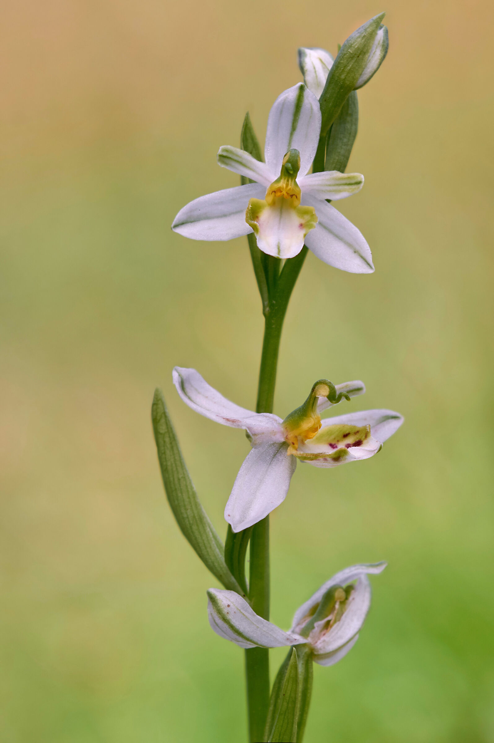 Ophrys apifera var. renatae