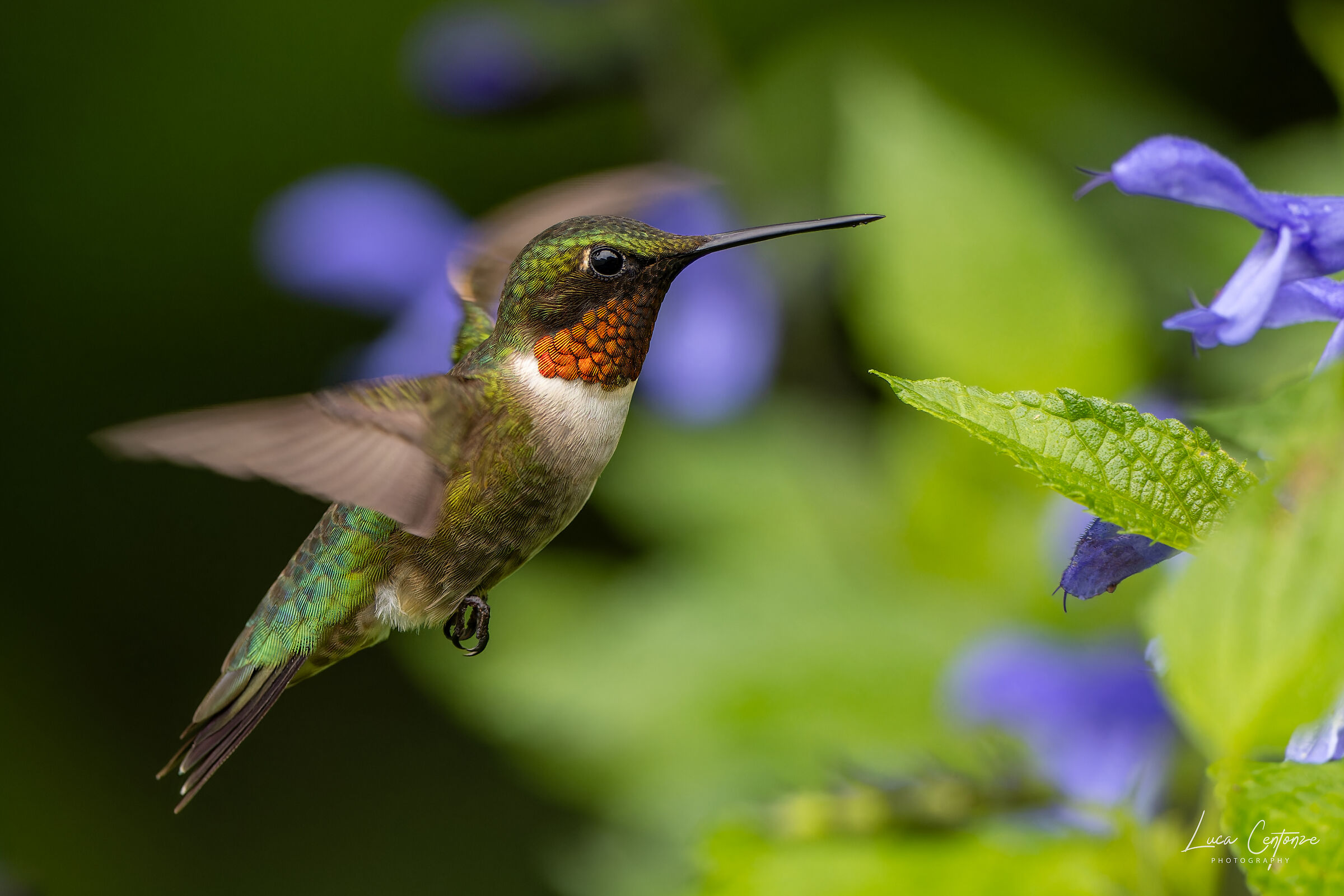 Archilochus colubris (Hummingbird throat) male