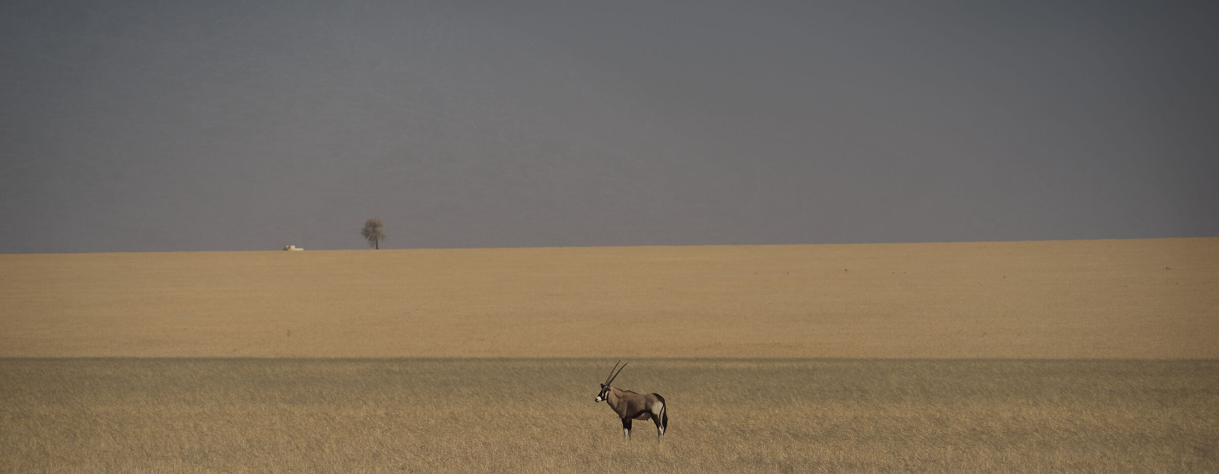 Oryx