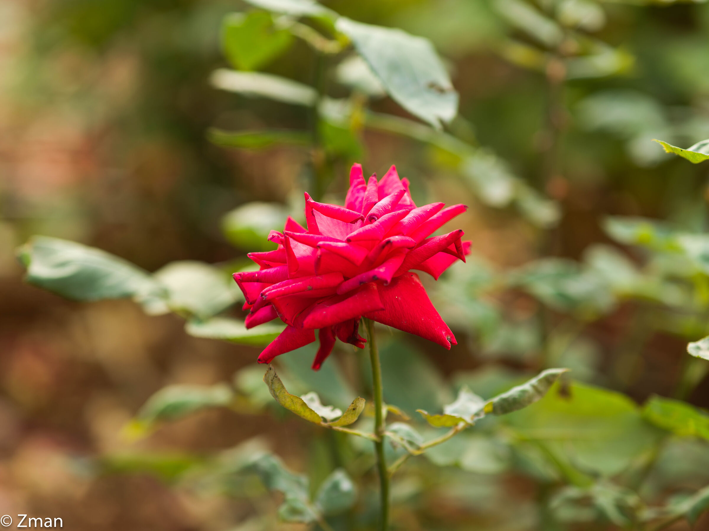 Rosa Rossa