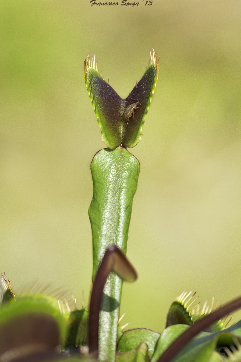 Dionaea muscipula