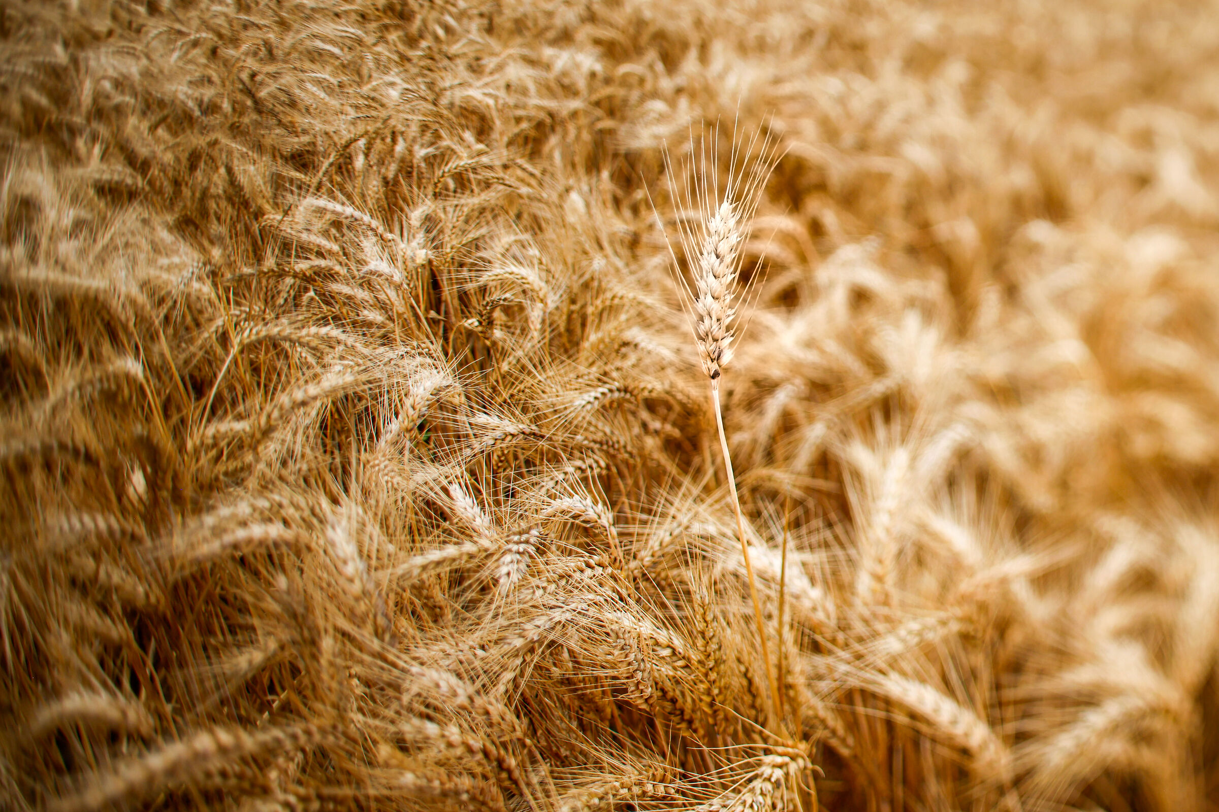 Grano 2