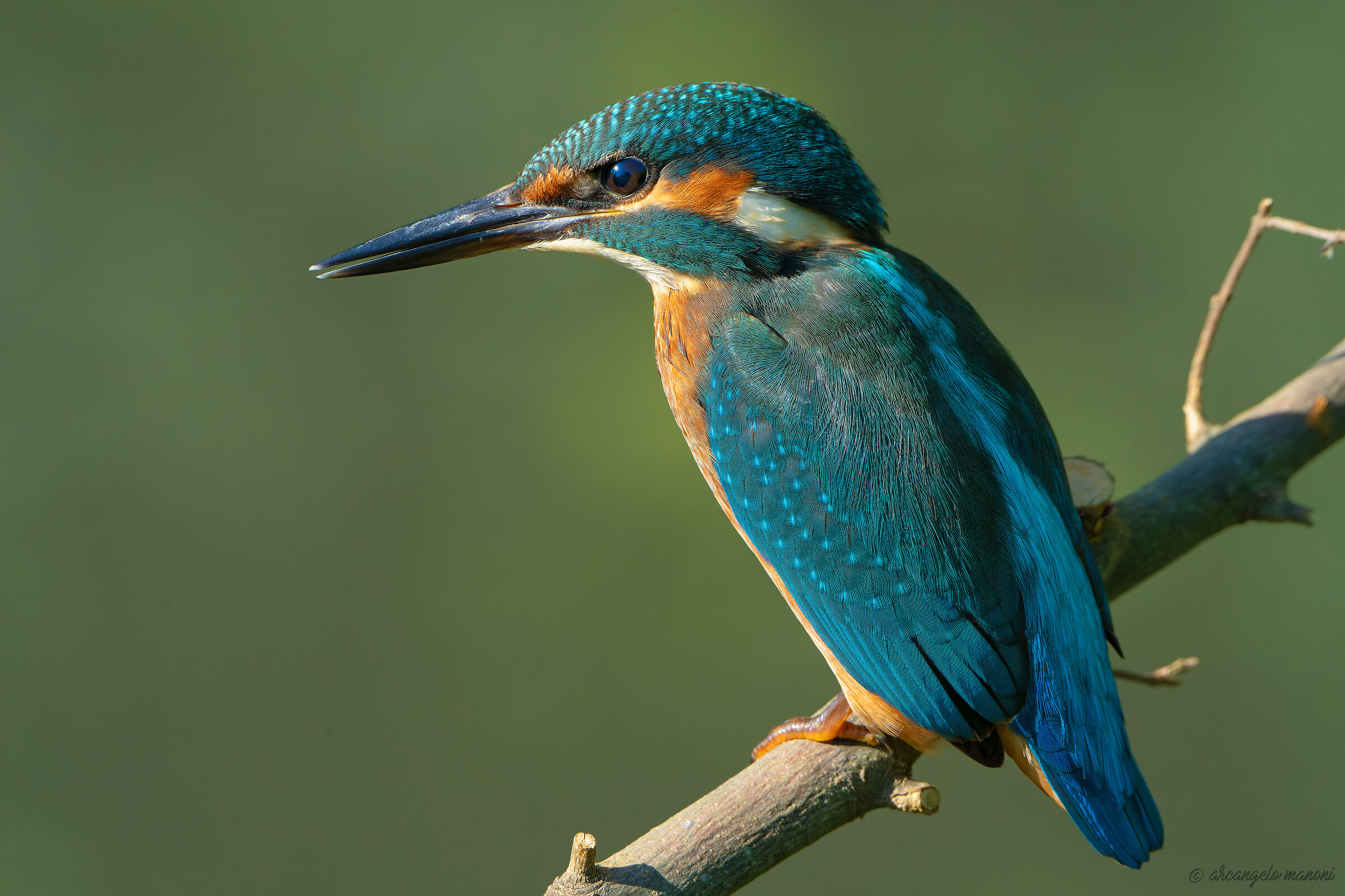 Un maschietto di martino