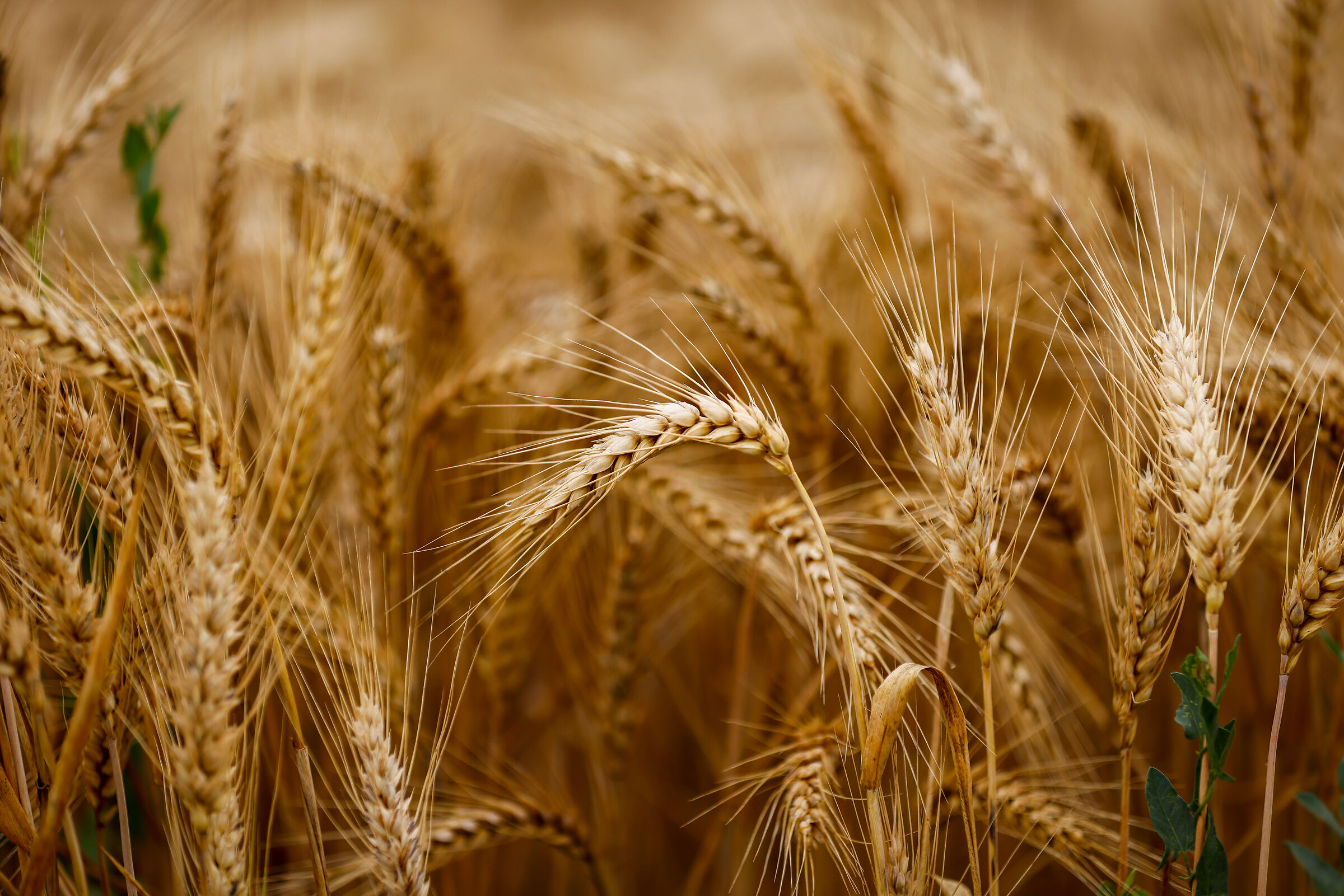 Grano 3