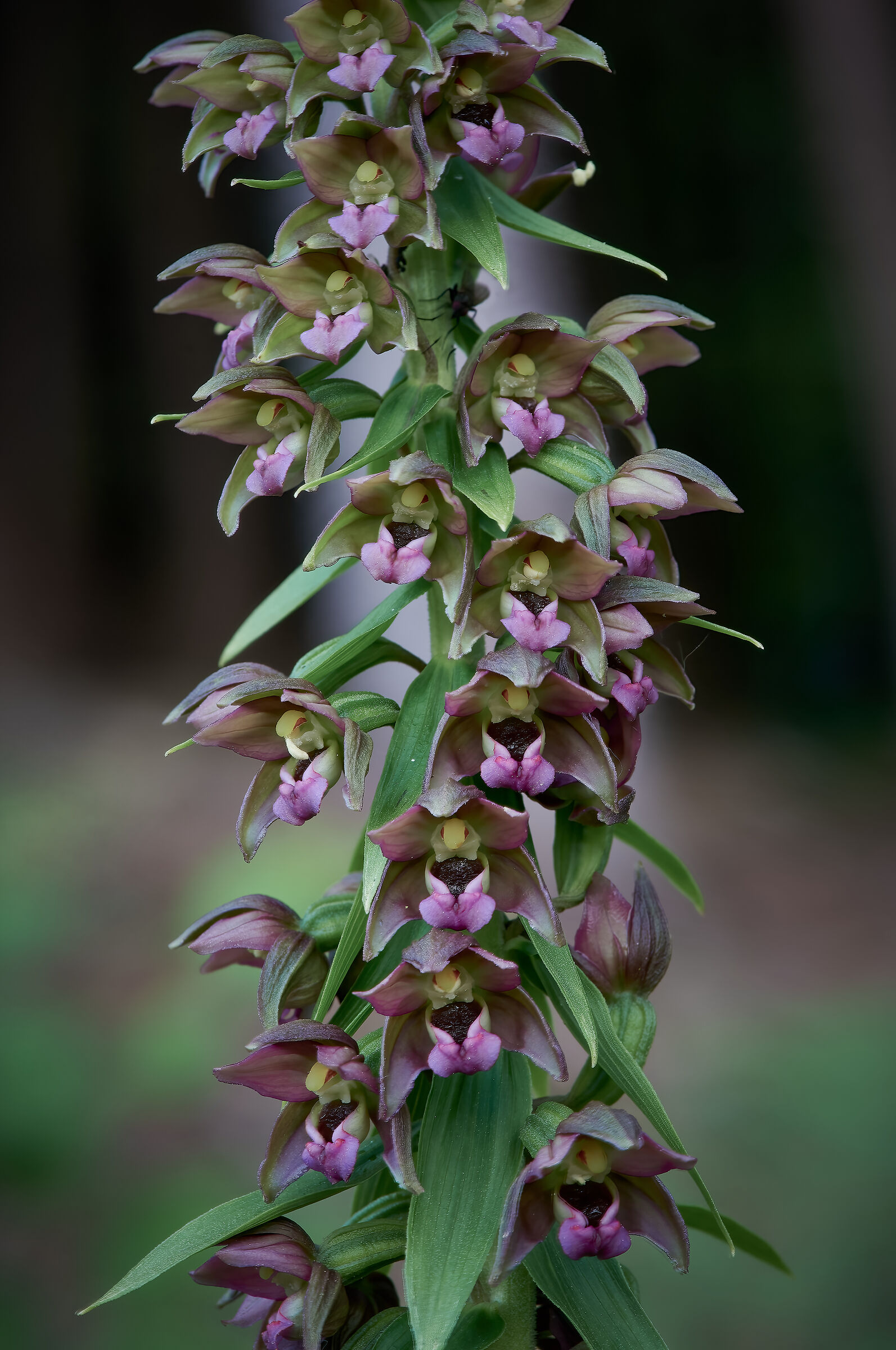 Epipactis helleborine