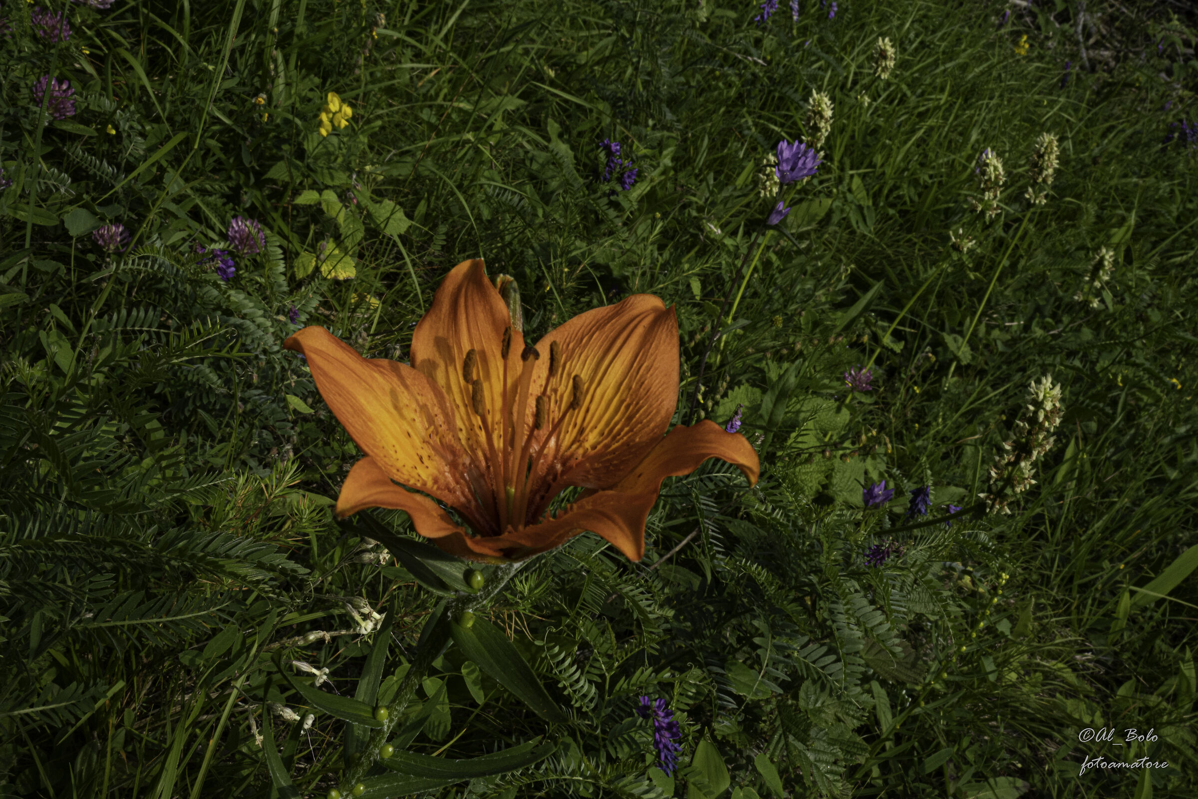 Giglio Rosso  "Lilium Bulbiferum"