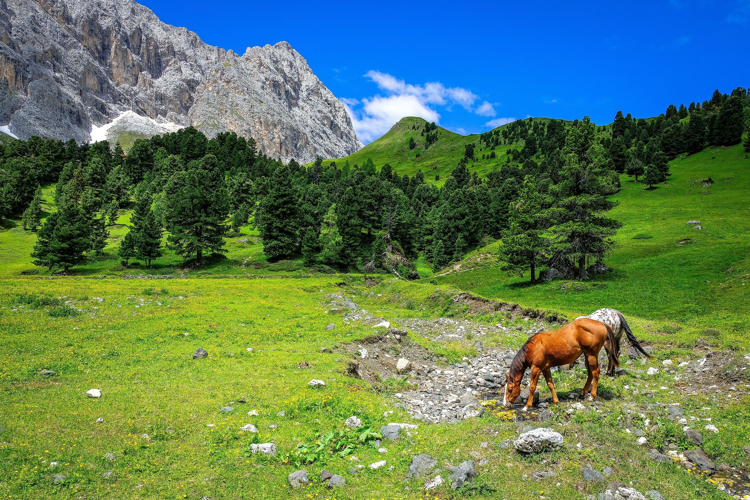 La natura in Val di Fassa