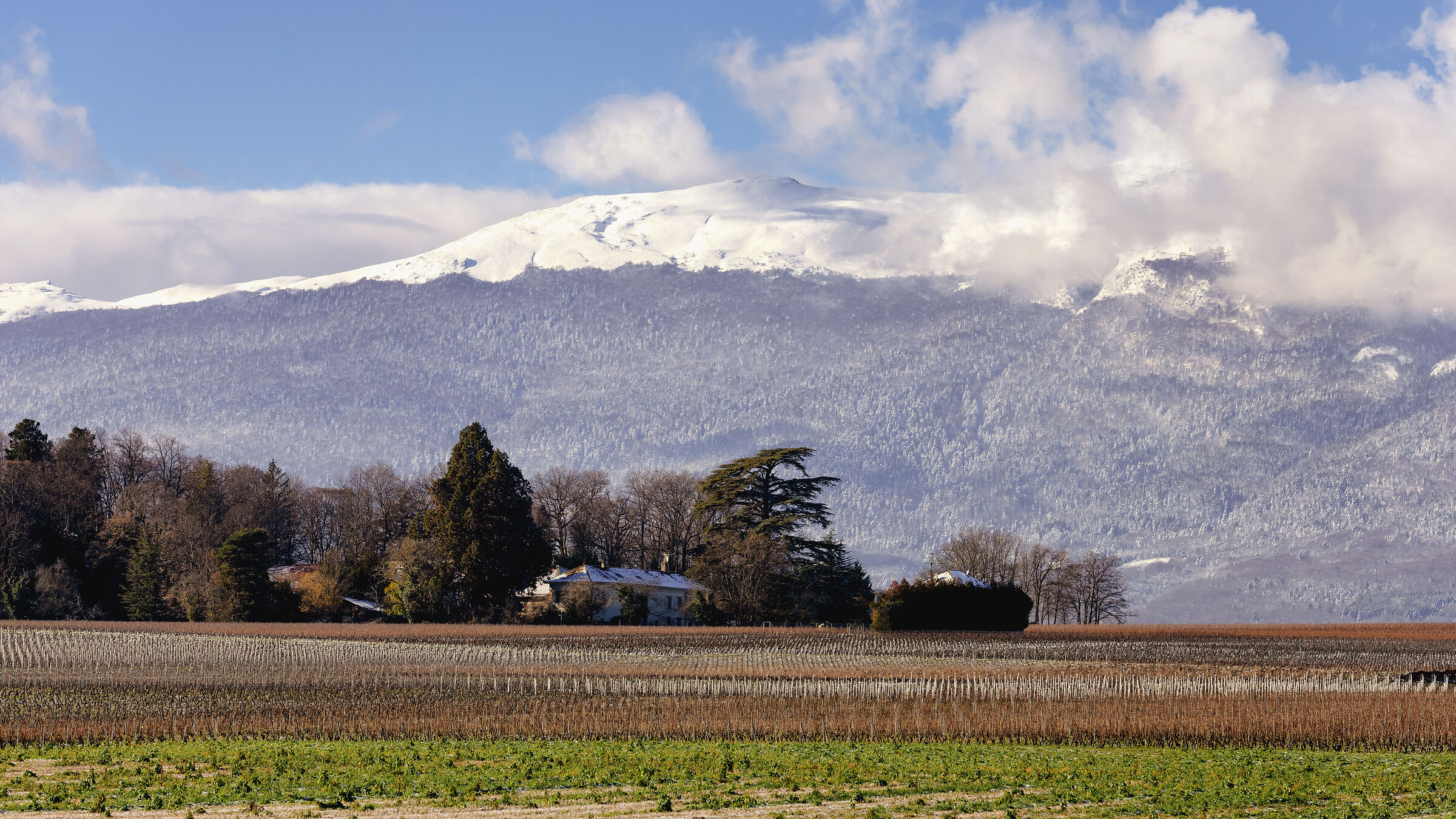 CERN: tra le vigne