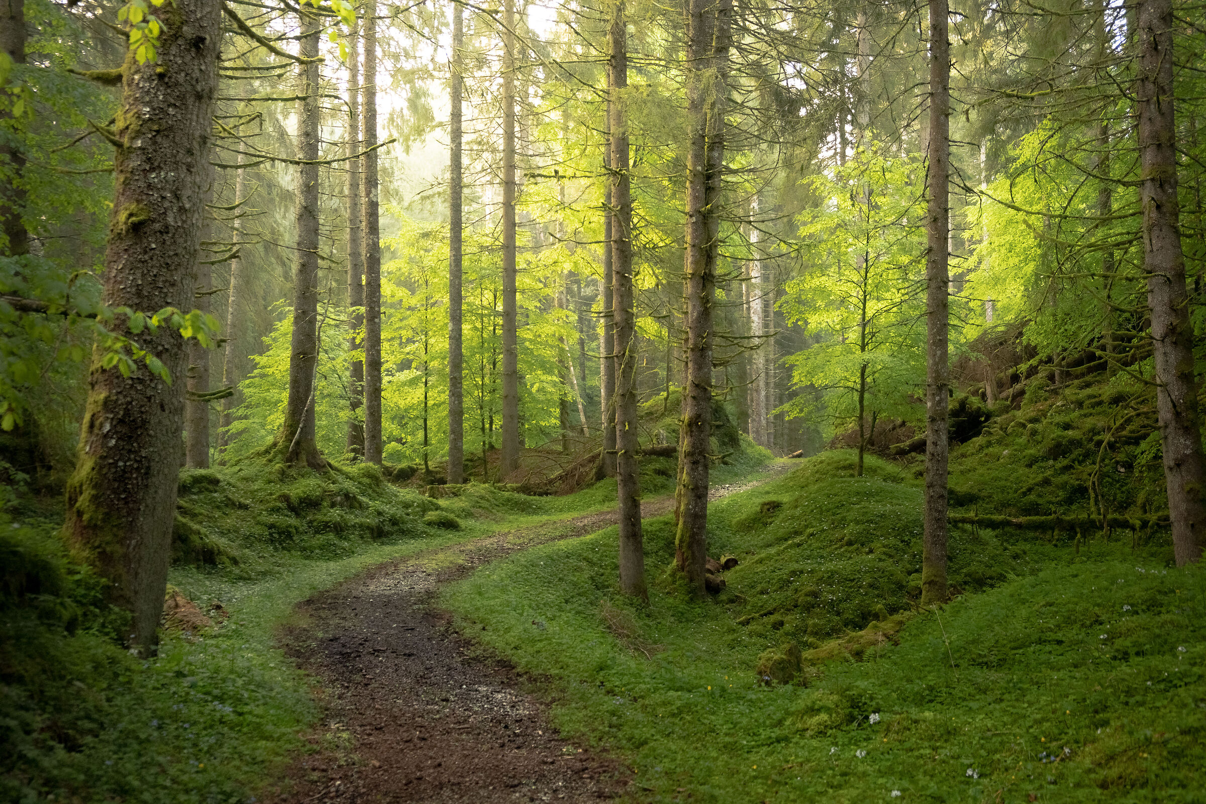 Sento ancora il profumo