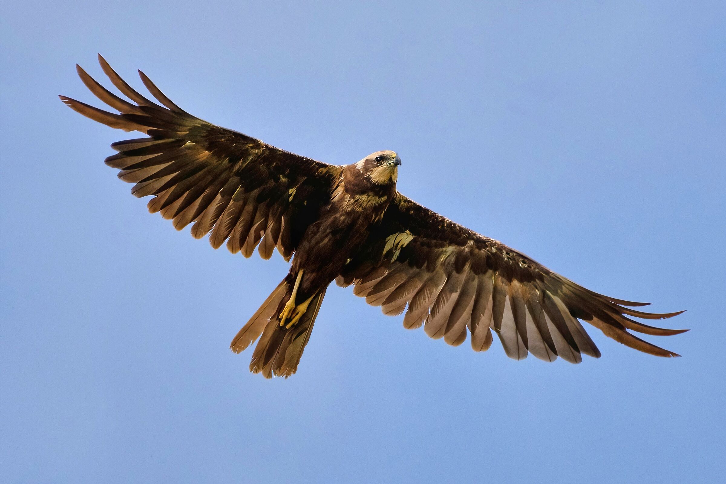 Marsh harrier (Circus aeruginosus)