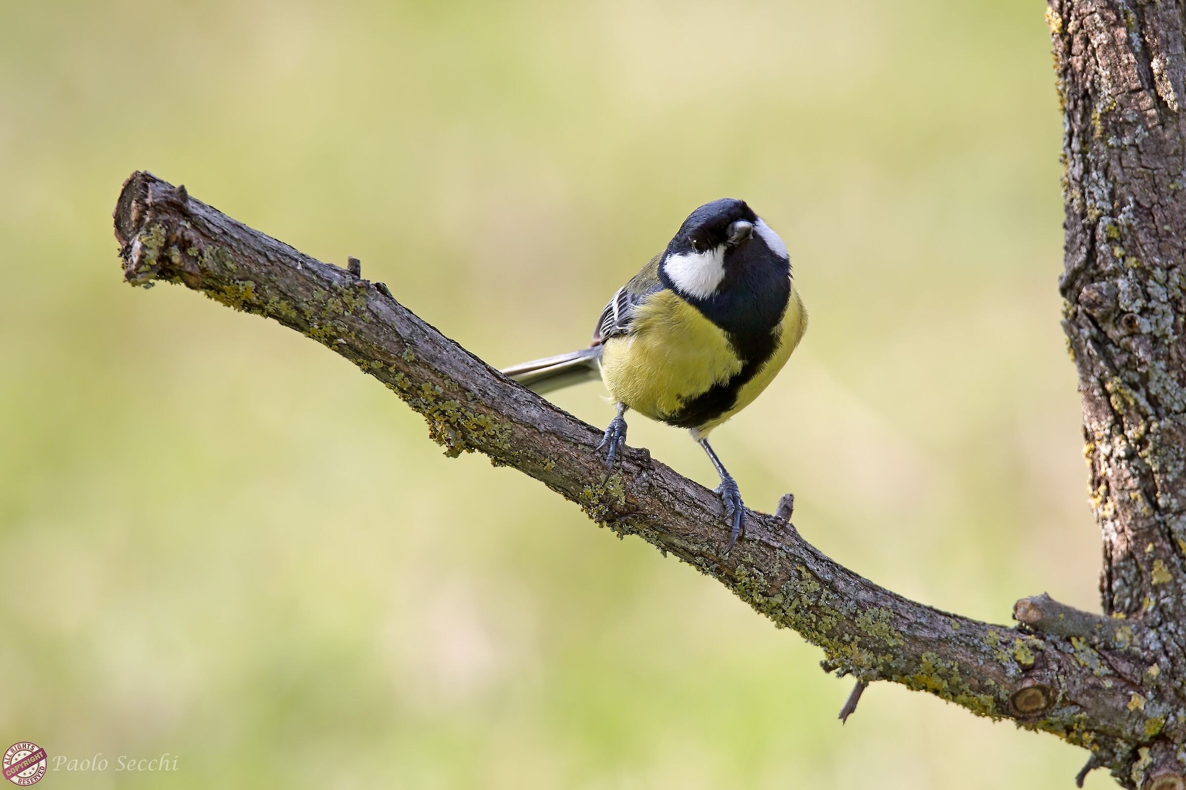 Parus major (Great)