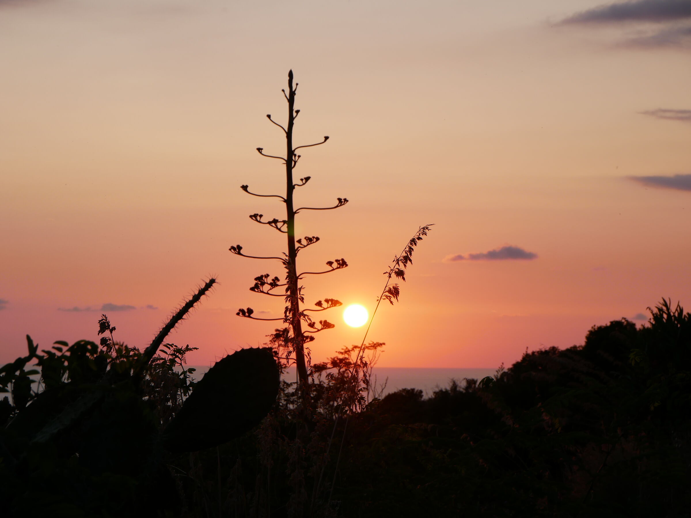 Tramonto con fiore di agave
