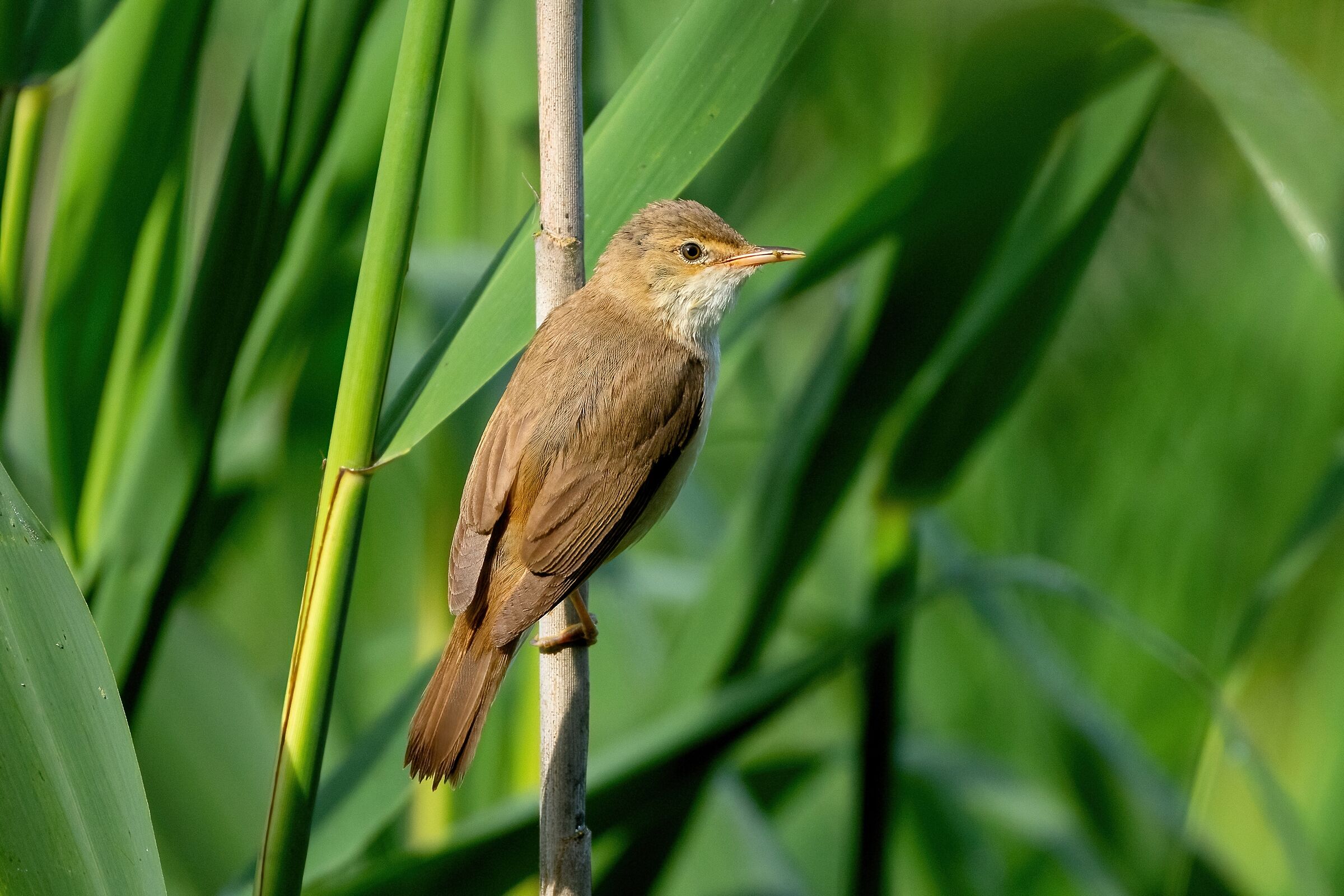 Reed warbler (Acrocephalus scirpaceus)