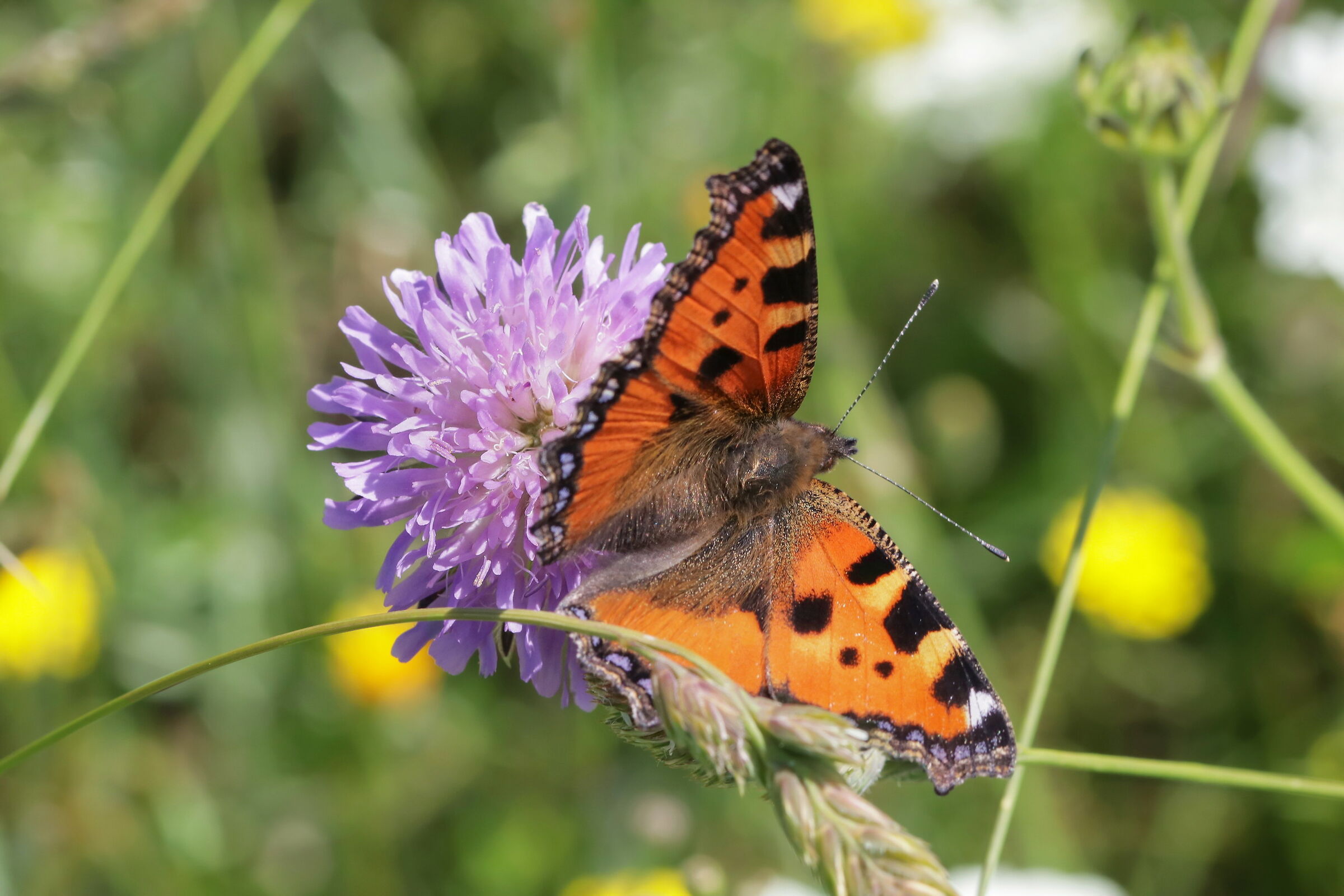 Aglais urticae (nettle vanessa)