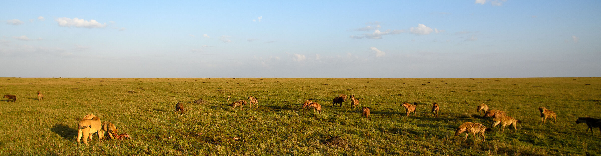...pranzo da difendere...