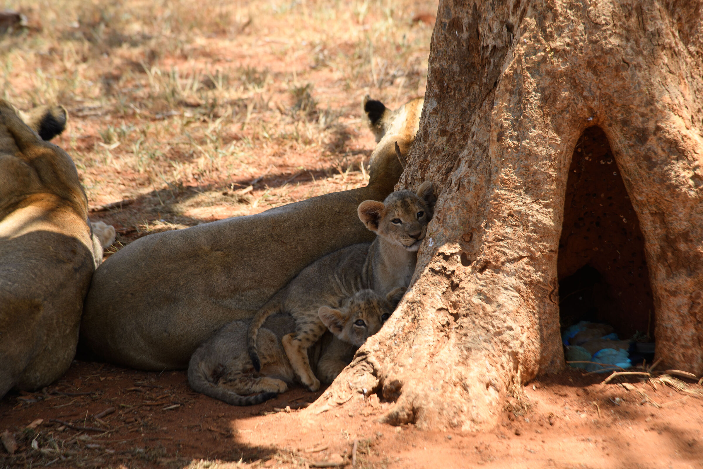 ...piccoli ma...presenti...